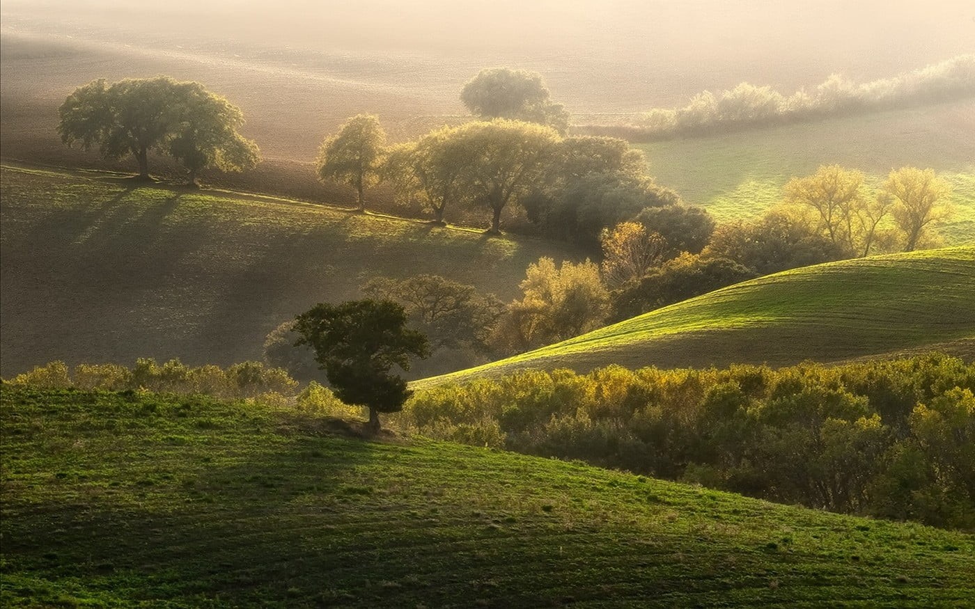 agriculture, growth, plant, field, tree, mist, hill, green, environment, outdoors, rolling landscape, leafed, green color, day, beauty in nature, tranquility, HD Wallpaper