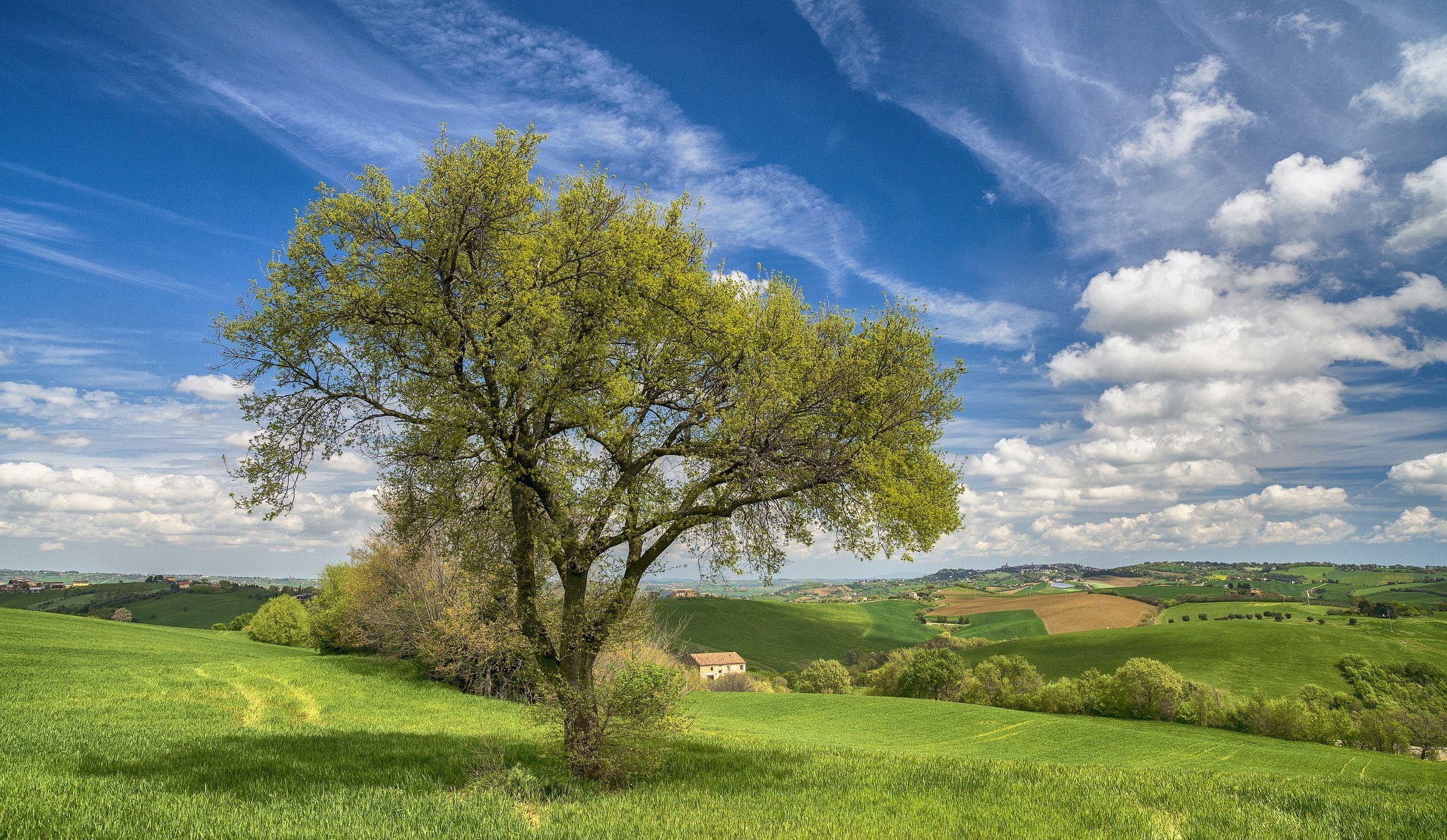 trees, no people, nature, land, scenics - nature, outdoors, rolling landscape, beauty in nature, environment, tree, 1080P, Italy, idyllic, landscape, blue, HD Wallpaper