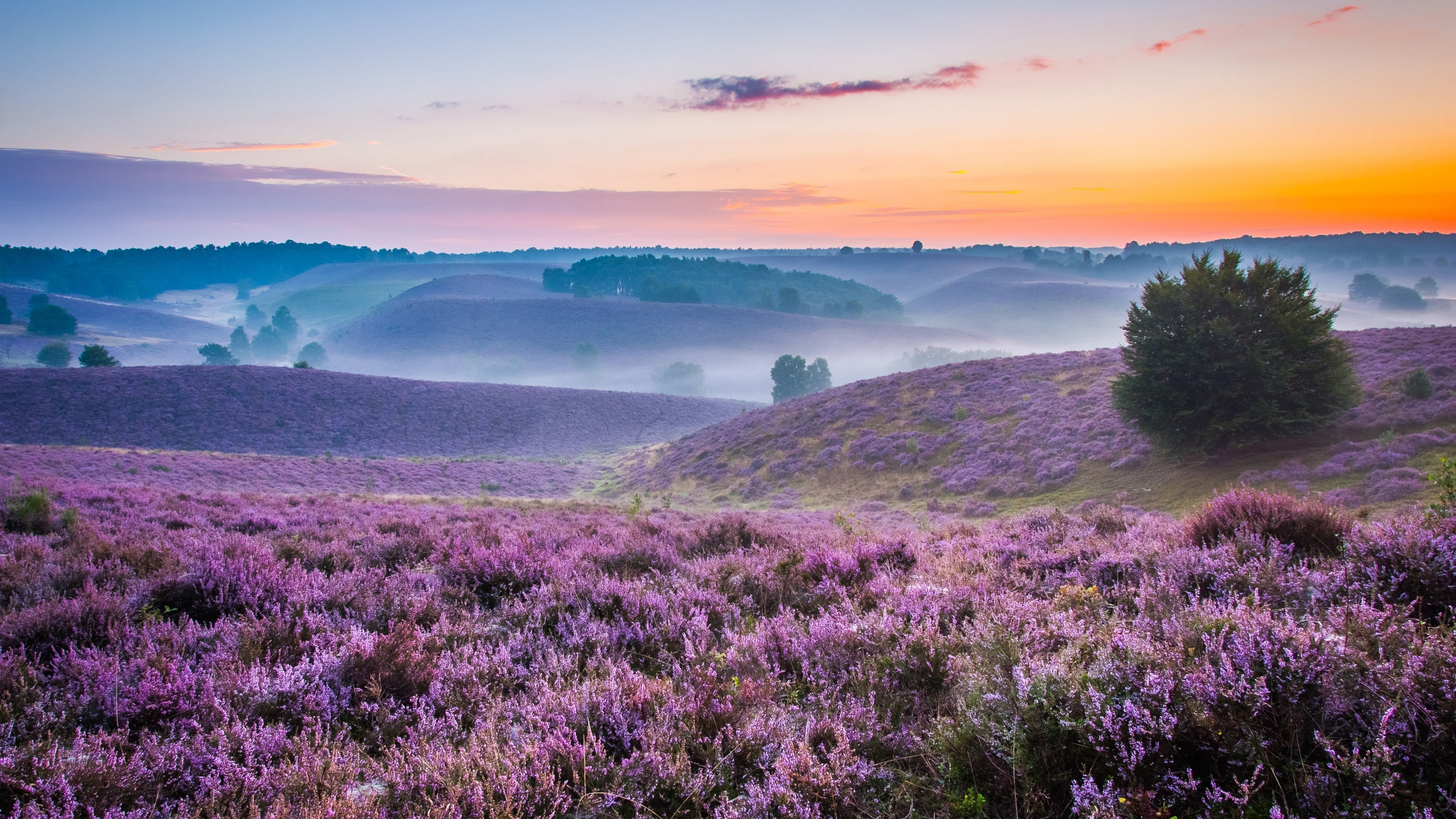 hill, wildflower, field, sky, flower carpet, rheden, purple, sunrise, flowering plant, flower, landscape, nature, 4K, growth, land, netherlands, mist, HD Wallpaper