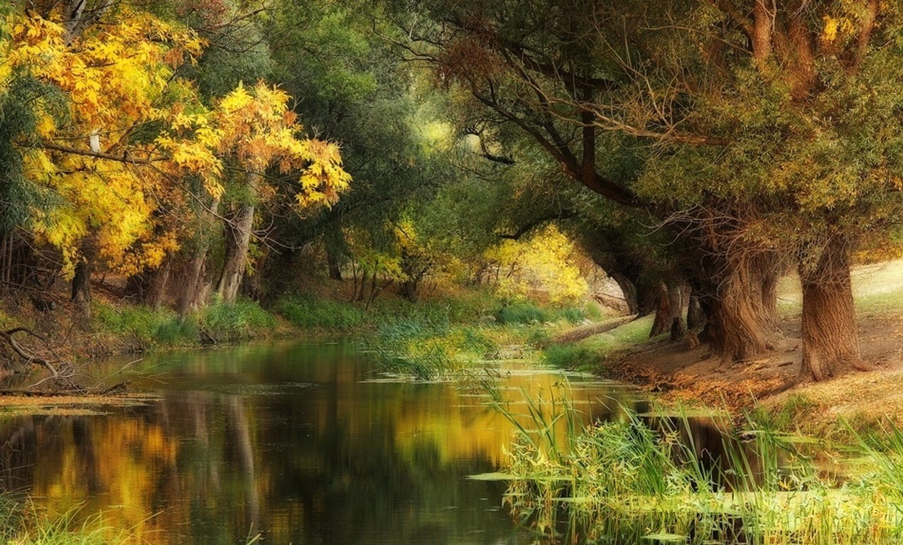 lake, fall, tree, tranquility, outdoors, green, plant, trees, growth, nature, landscape, beauty in nature, reflection, scenics - nature, tranquil scene, HD Wallpaper