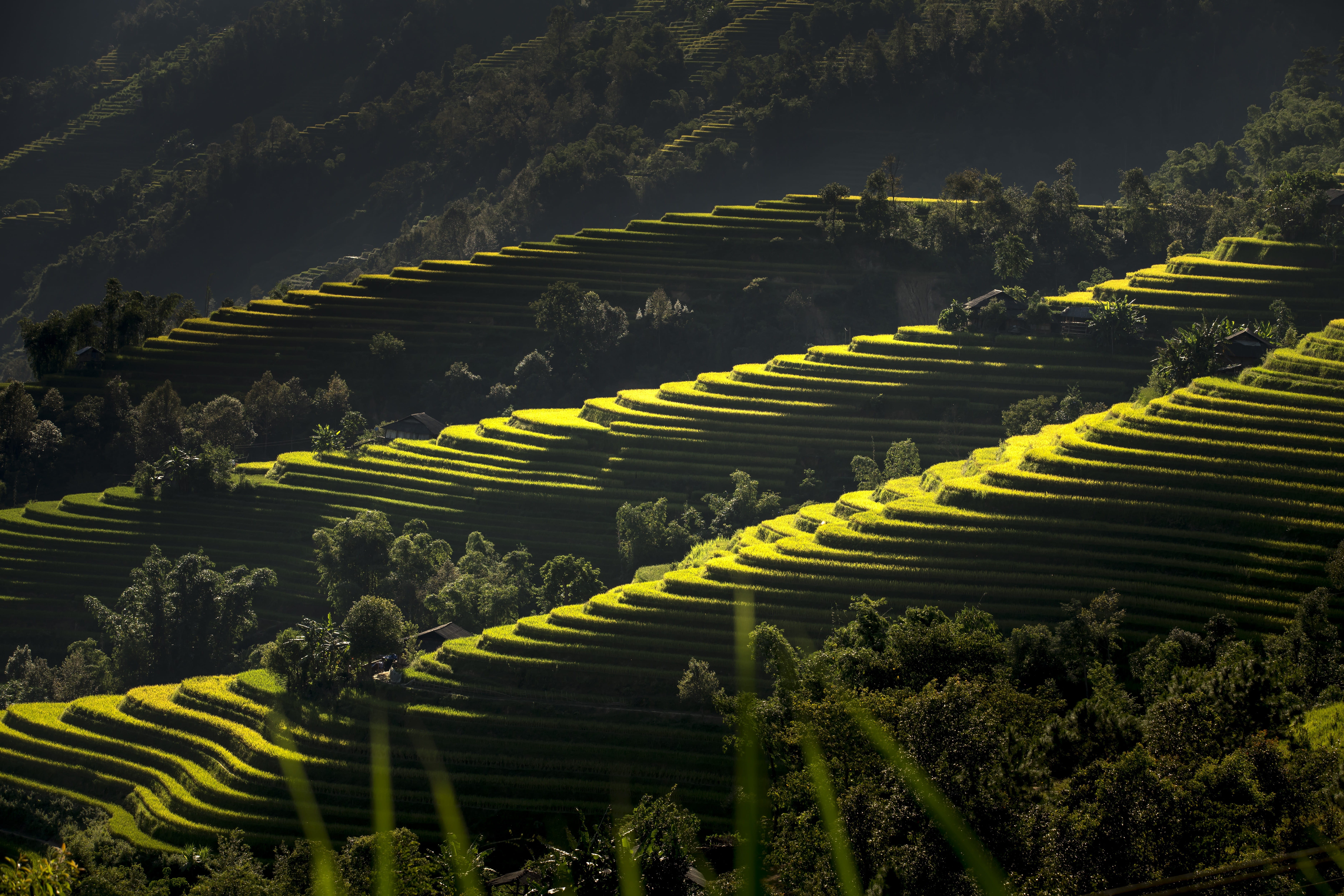 farm, culture, the cultivation, step, daytime, plantation, rice, growth, eco, silk, terraces, agriculture, child, yellow, the work, development, a village, HD Wallpaper