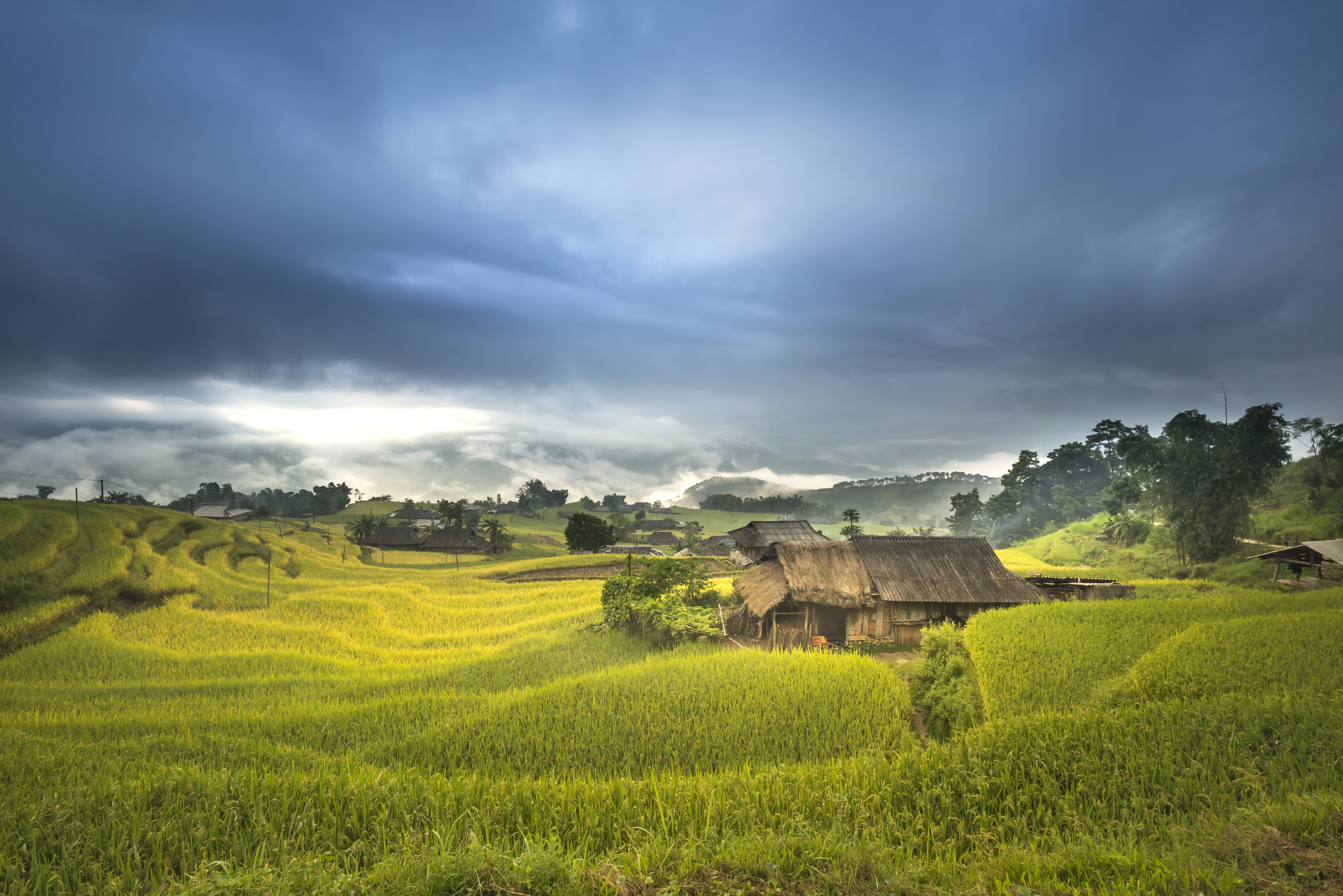rough, women, agriculture, development, culture, lang son, vietnam, the cultivation, yellow, cloud - sky, rice field, eco, terraces, farm, house, high by, HD Wallpaper