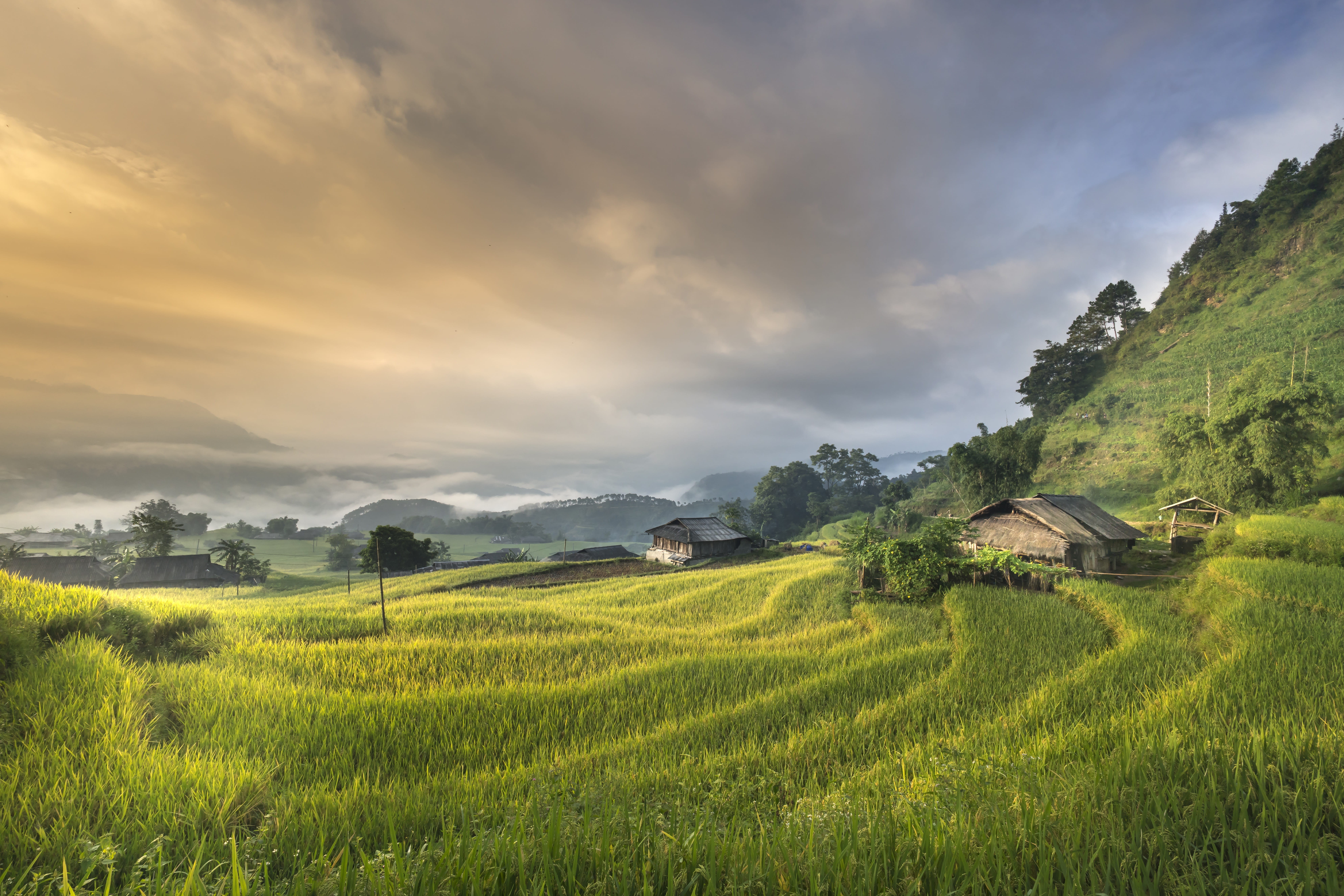 no people, plant, livestock, silk, field, hut, rice, a village, growth, step, child, outdoors, high by, north west, cloudy, rice - cereal plant, yellow, HD Wallpaper