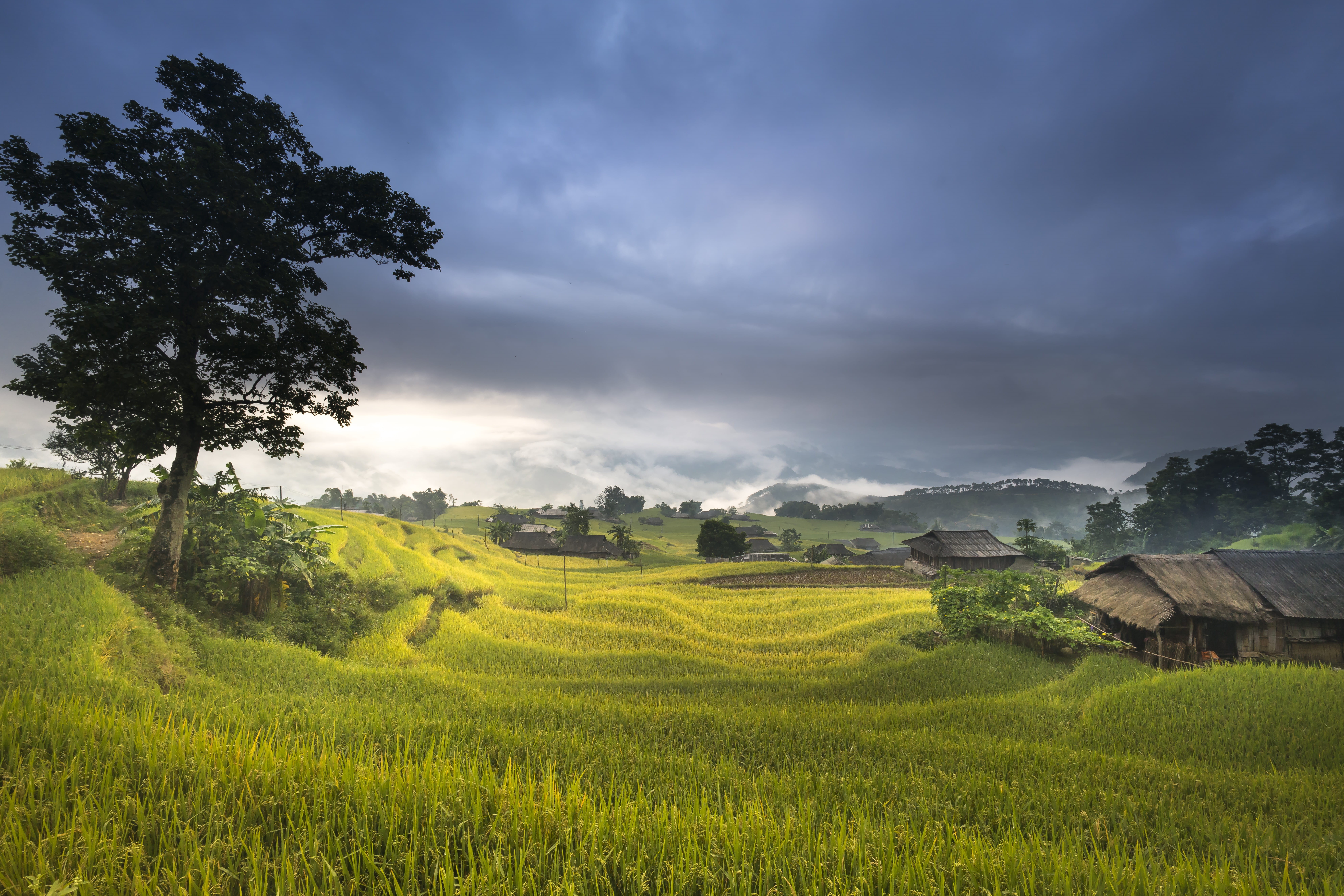 tree, cooked rice, the cultivation, step, land, 8K, rice paddy, scenics - nature, travel, the work, no people, farmer, man, eco, outdoors, the tradition, HD Wallpaper