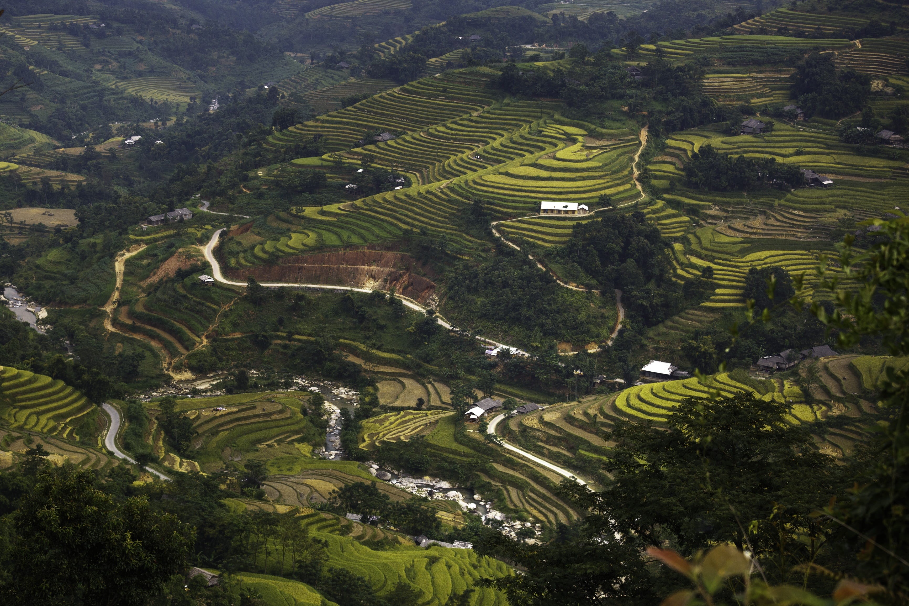 agriculture, food, soil, adult, green color, plant, yen bai, terraces, scenics - nature, rice paddy, tree, rice - cereal plant, harvest, vietnam, curve, HD Wallpaper