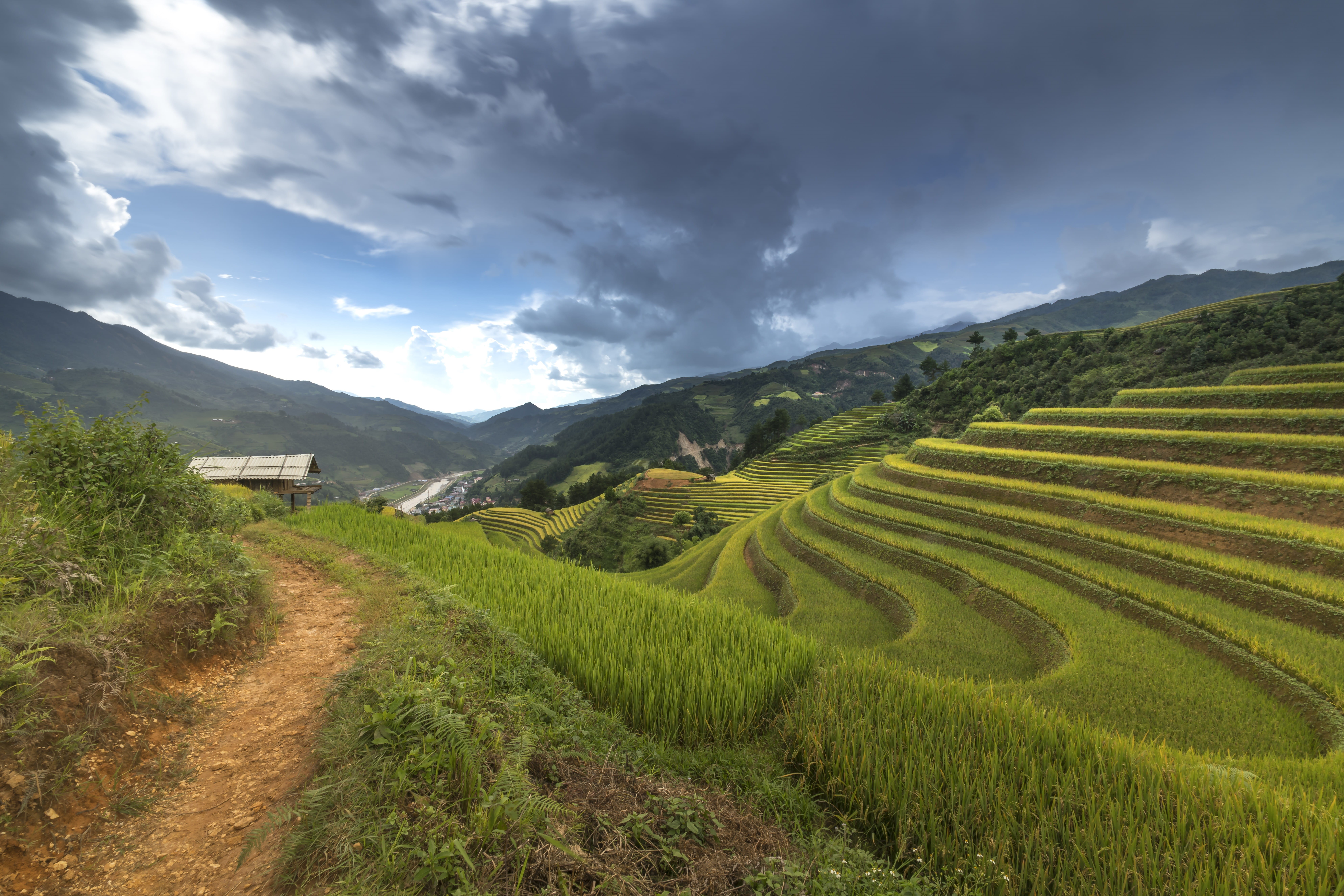 livestock, scenics - nature, landscape, sky, nature, north west, step, high by, terrace, rice paddy, minority, the tradition, cooked rice, beauty in nature, HD Wallpaper