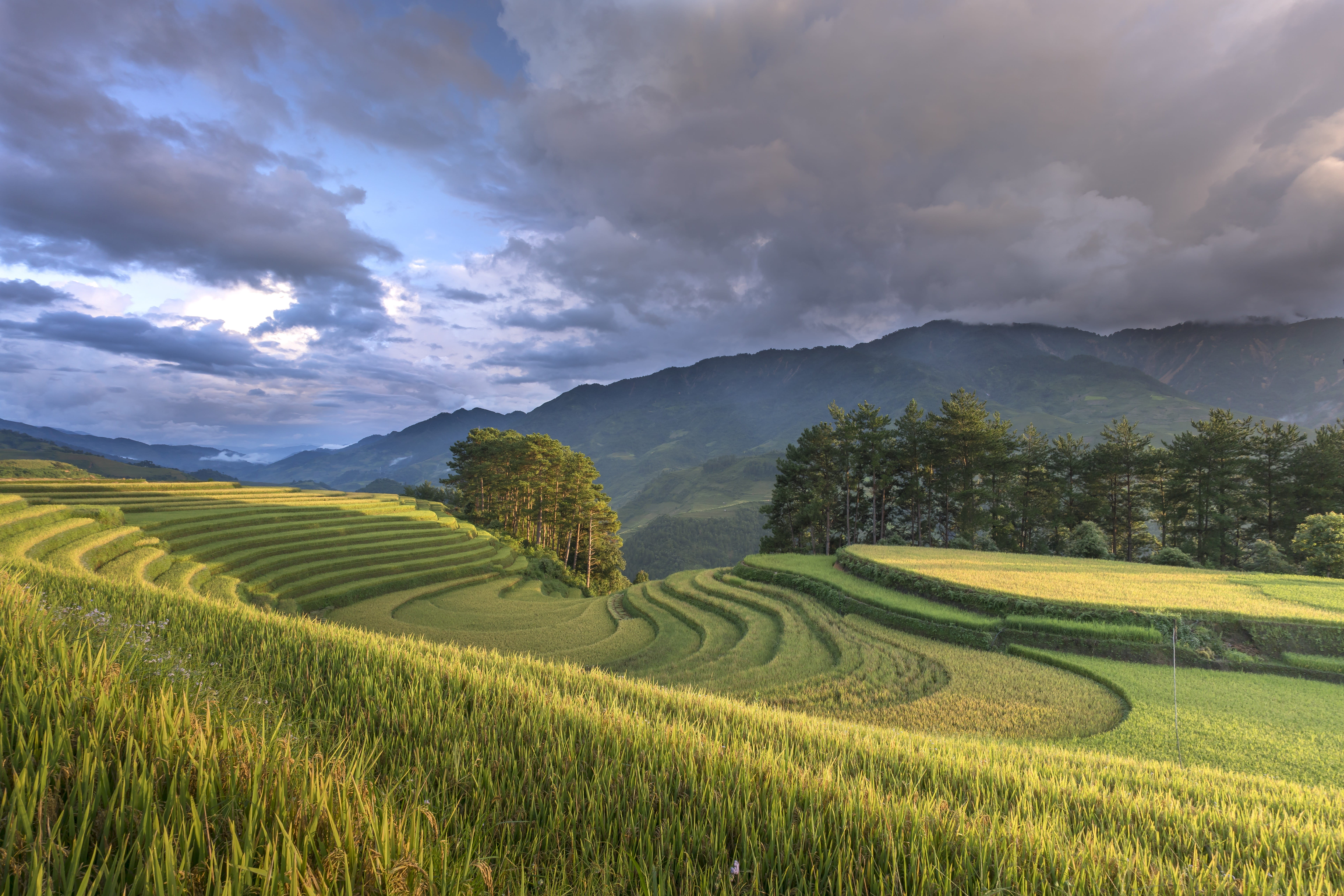 environment, lang son, step, 8K, farmer, plant, rice - cereal plant, rice, minority, plantation, warm, rice paddy, silk, yen bai, beauty in nature, vietnam, HD Wallpaper