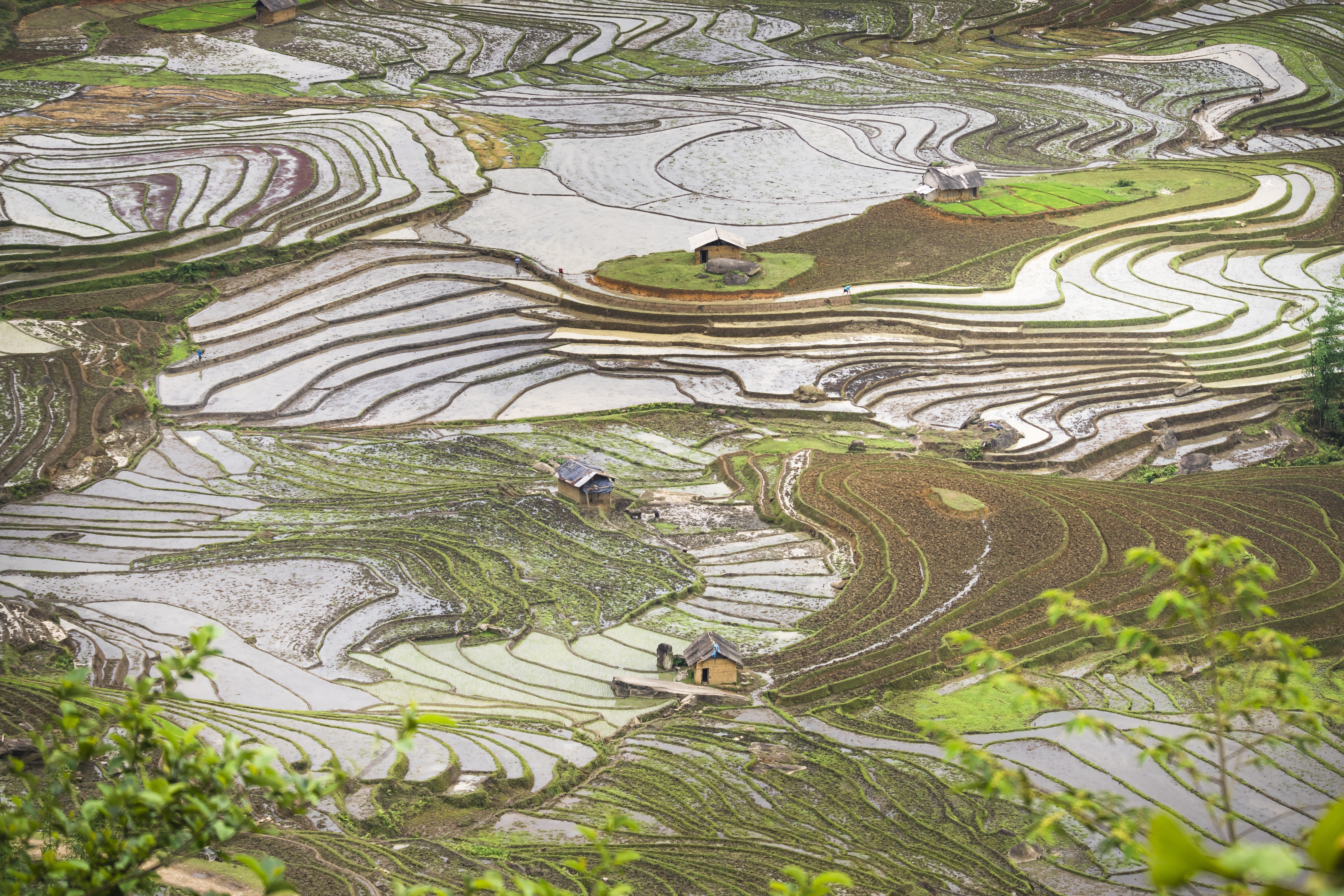 green, terrace, outdoors, farmer, gardening, plant, eco, farm, beauty in nature, rice paddy, step, mountain, yen bai, water, growth, blind stretch comb, HD Wallpaper
