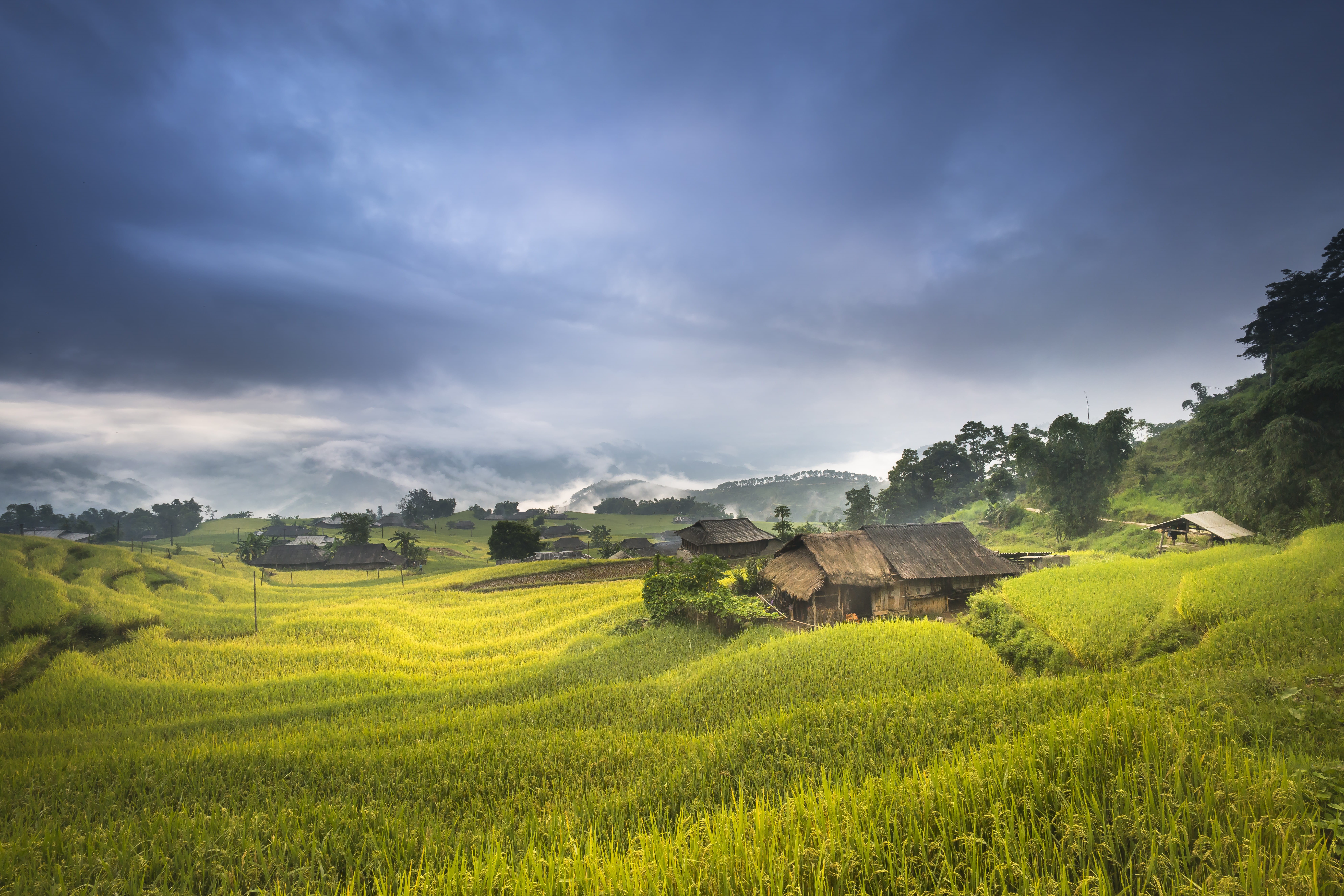 environment, the floor, rice field, travel, cloud - sky, development, child, the work, tree, north west, a village, farm, rough, cooked rice, crop, minority, HD Wallpaper