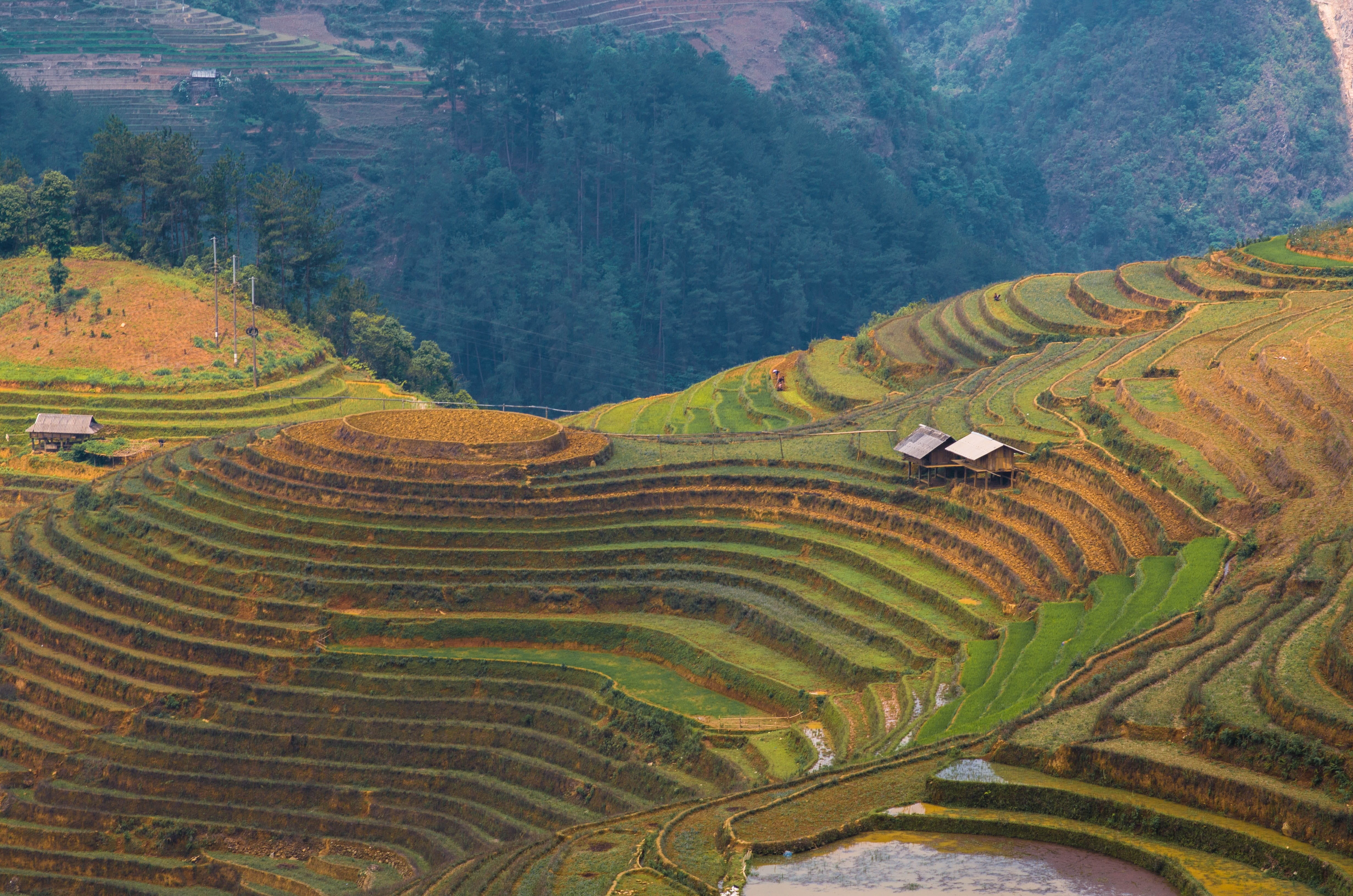 plant, agriculture, rice paddy, rice - cereal plant, terrace, terraced field, mountain, terraces rice field, gardening, rice, 4K, building, la pan tan, HD Wallpaper