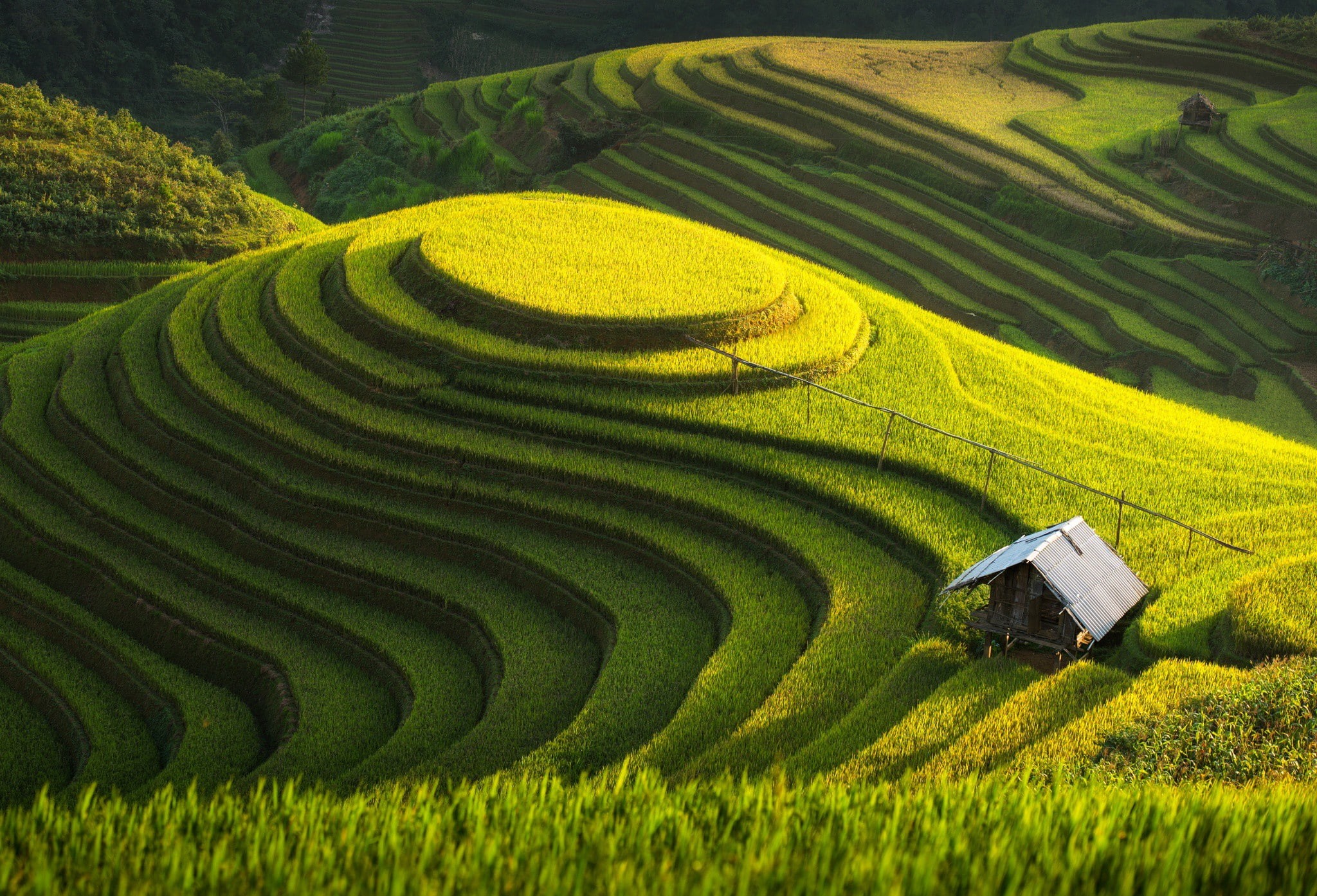 landscape, Asia, farm, field, Thailand, Vietnam, 1080P, terrace, green, HD Wallpaper