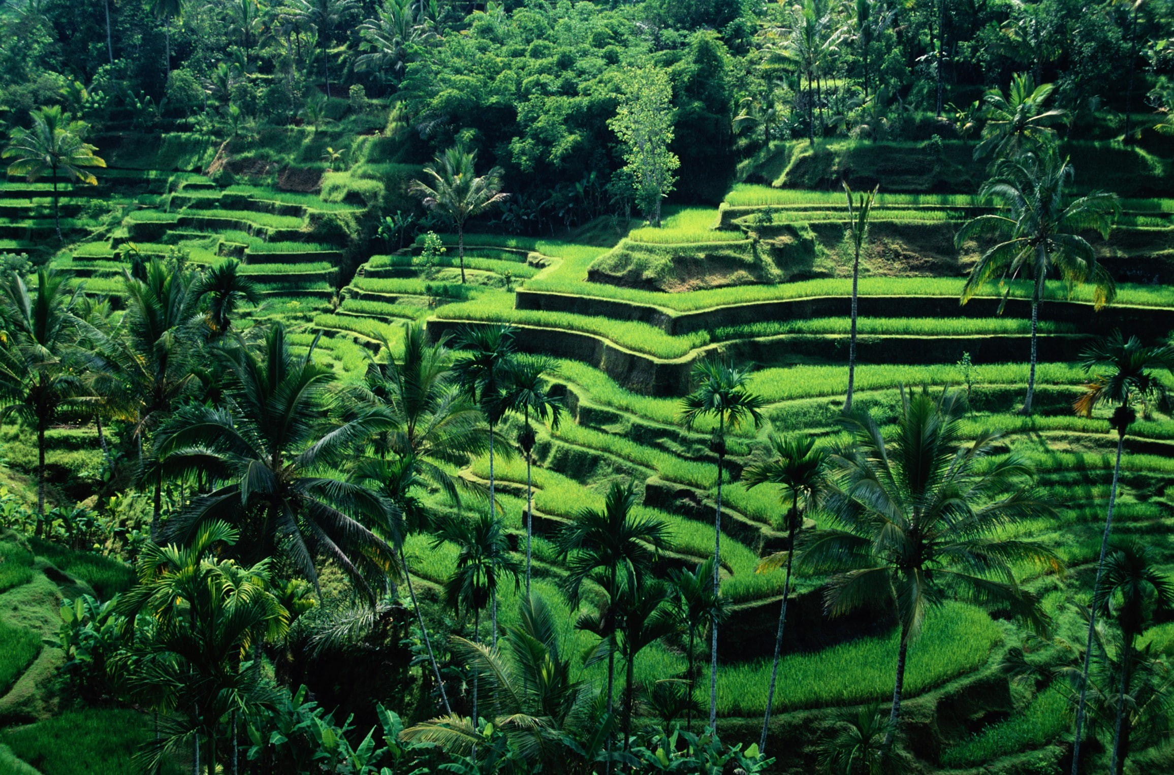 tropical climate, palm trees, coconut palm tree, scenics - nature, tranquility, growth, rice paddy, beauty in nature, 1080P, agriculture, tree, nature, HD Wallpaper