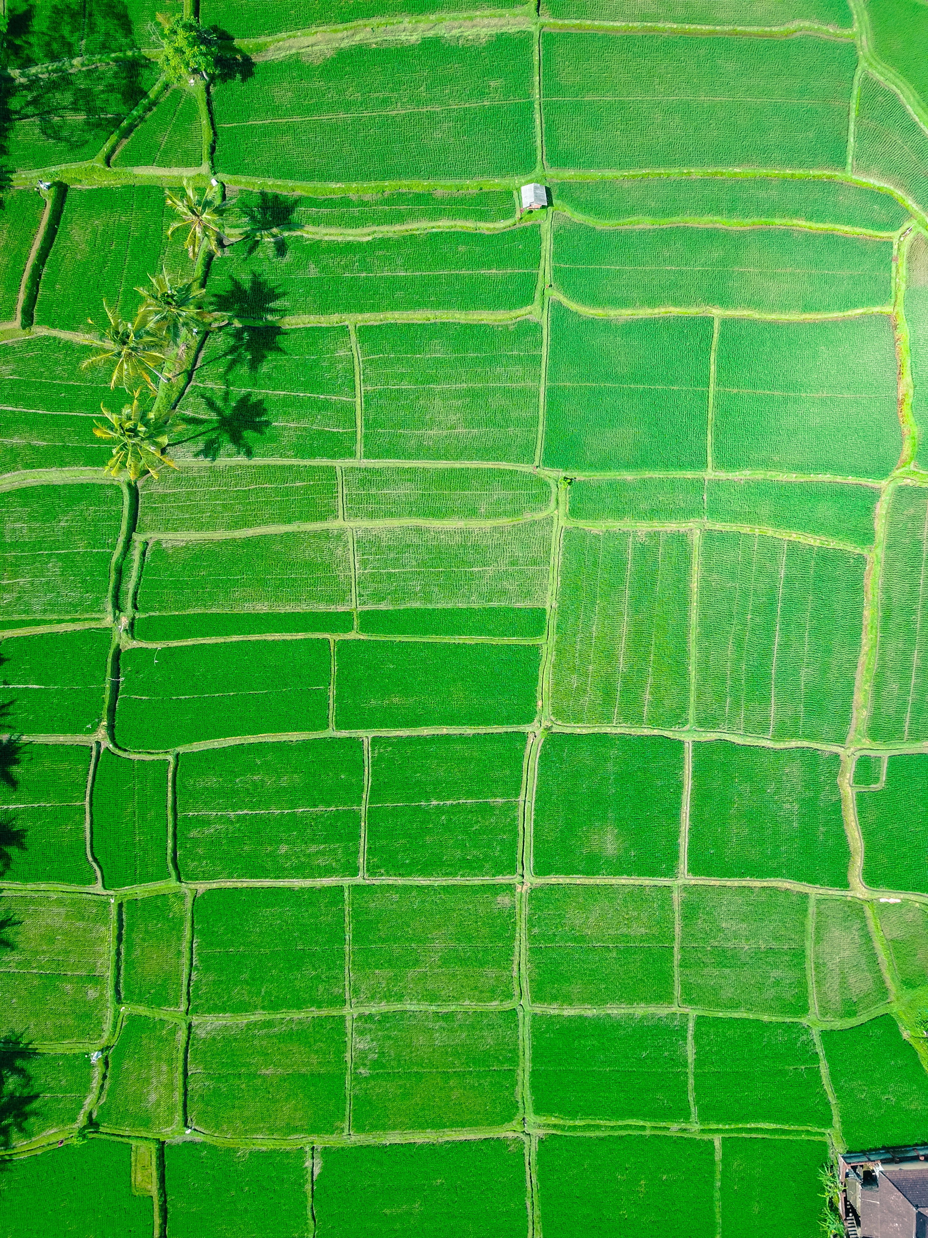 green, crop, paddy, rice field, eye, plant, no people, leaf, view, photography, plant part, sport, high angle view, full frame, pattern, green color, rice, Phone HD Wallpaper