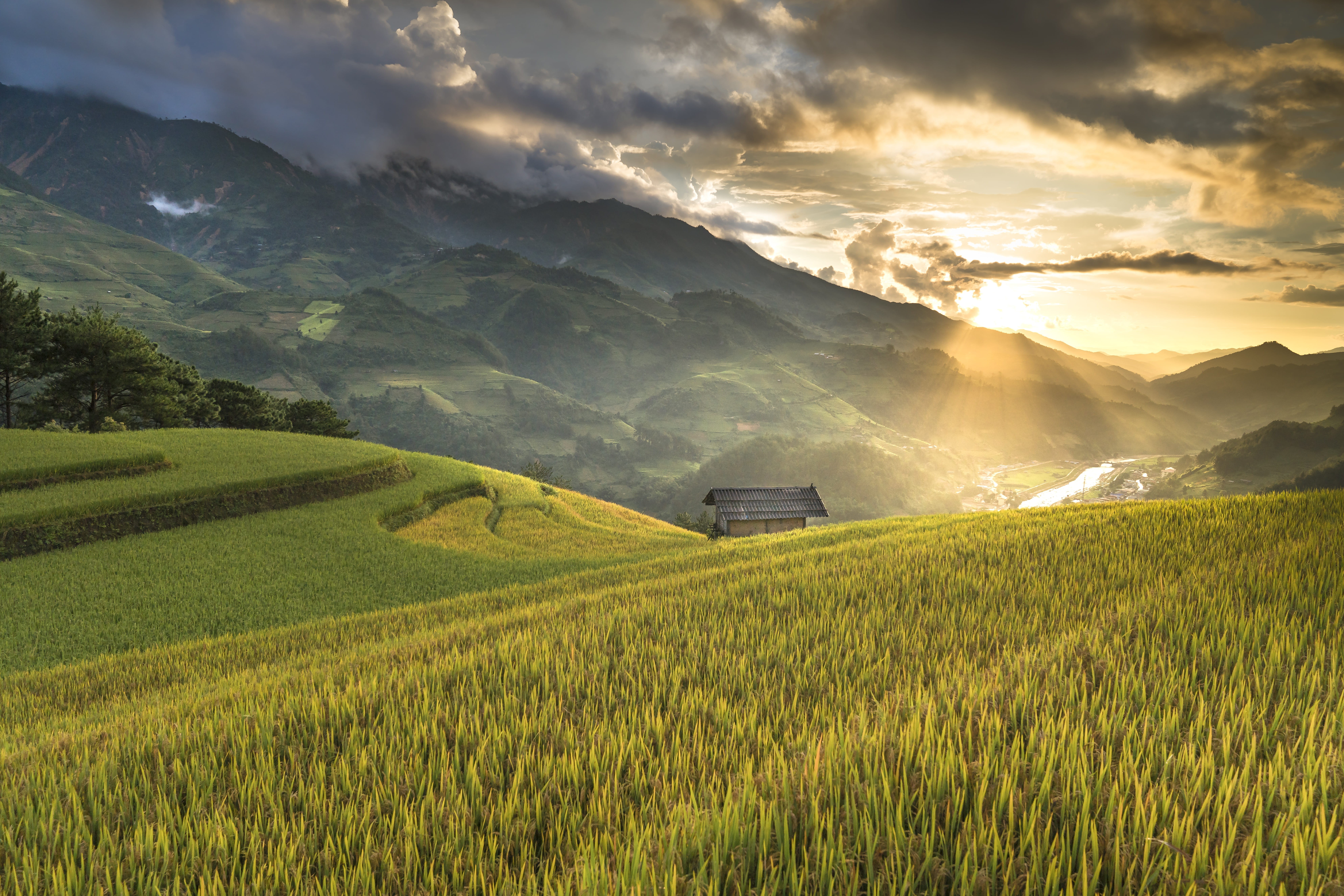 ha giang, agriculture, clouds, local, the cultivation, scenics - nature, the landscape, tranquility, nature, food, crop, white, sky, full color, beside, HD Wallpaper