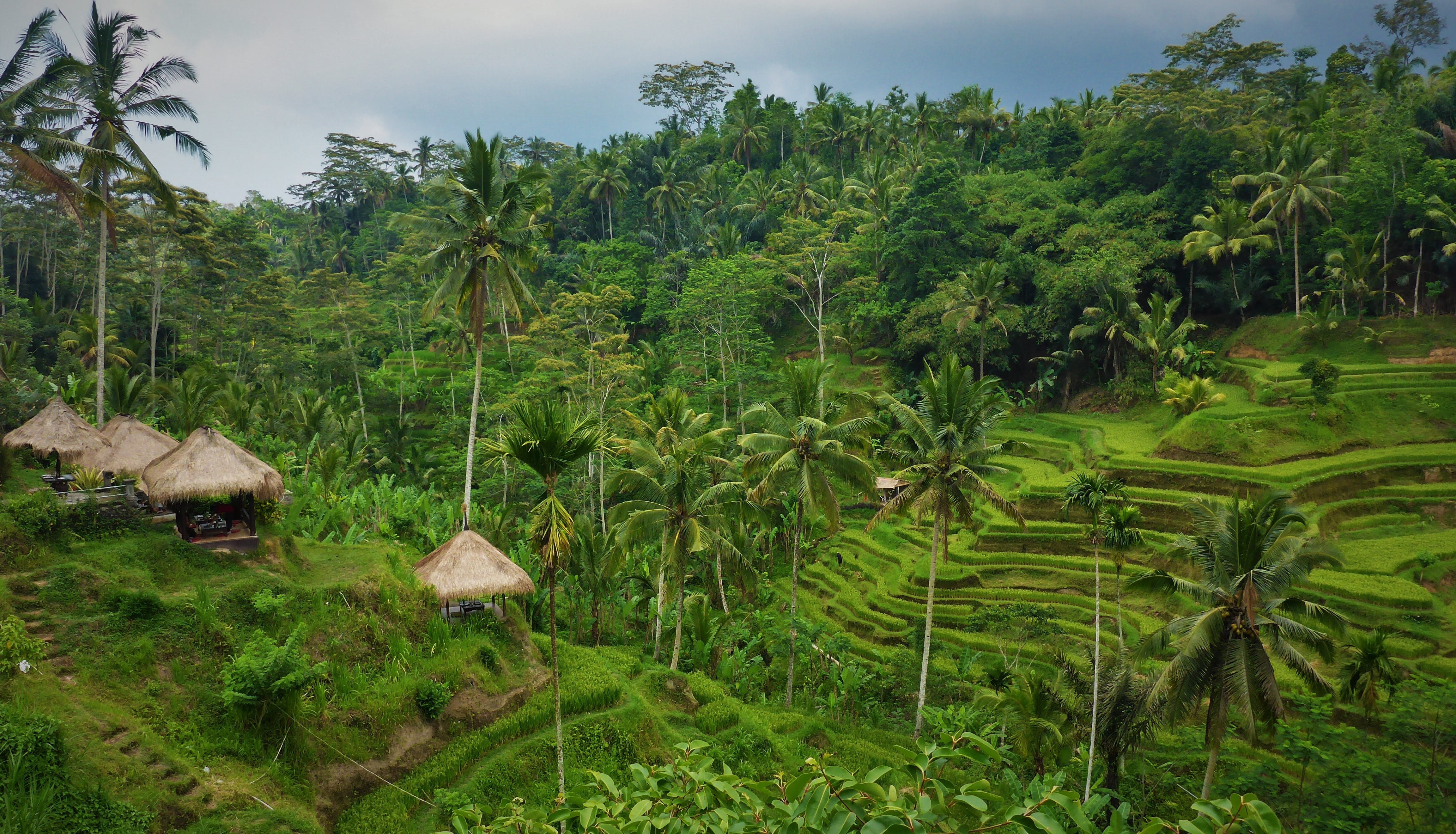 sky, nature, beauty in nature, growth, banaue, plant, rice cultivation, palm tree, tranquil scene, scenics - nature, agriculture, 4K, idonesien, land, HD Wallpaper