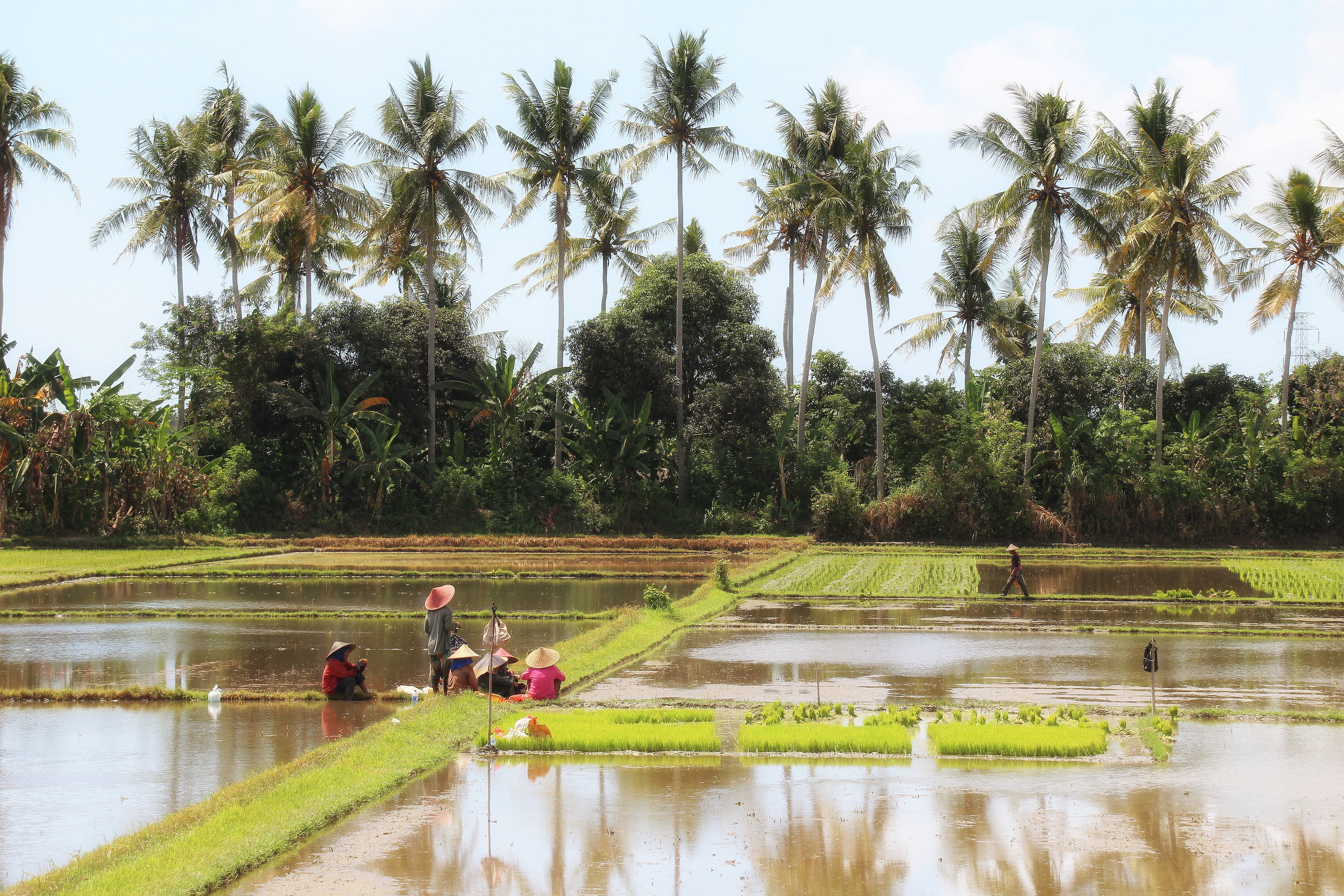 farmer, tree, Bali, farm, group of people, reflection, 5K, nature, rice Paddy, painting, men, outdoors, adult, people, rice - Cereal Plant, composition, HD Wallpaper