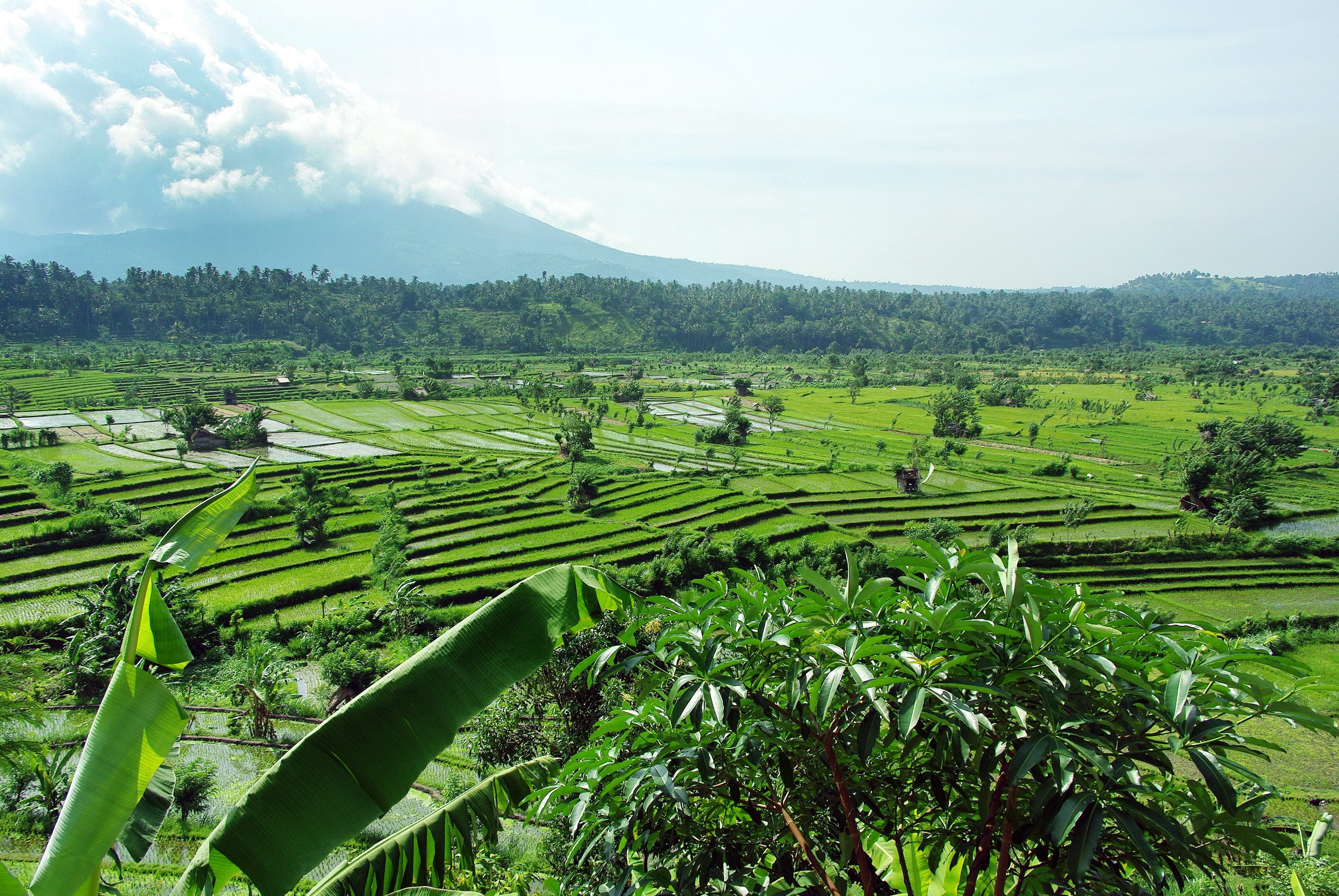 Bali, trees, sacred mountain, near, scenics - nature, rural Scene, food, Volcano, crop, agriculture, daytime, no people, growth, sky, Indonesia, water, HD Wallpaper