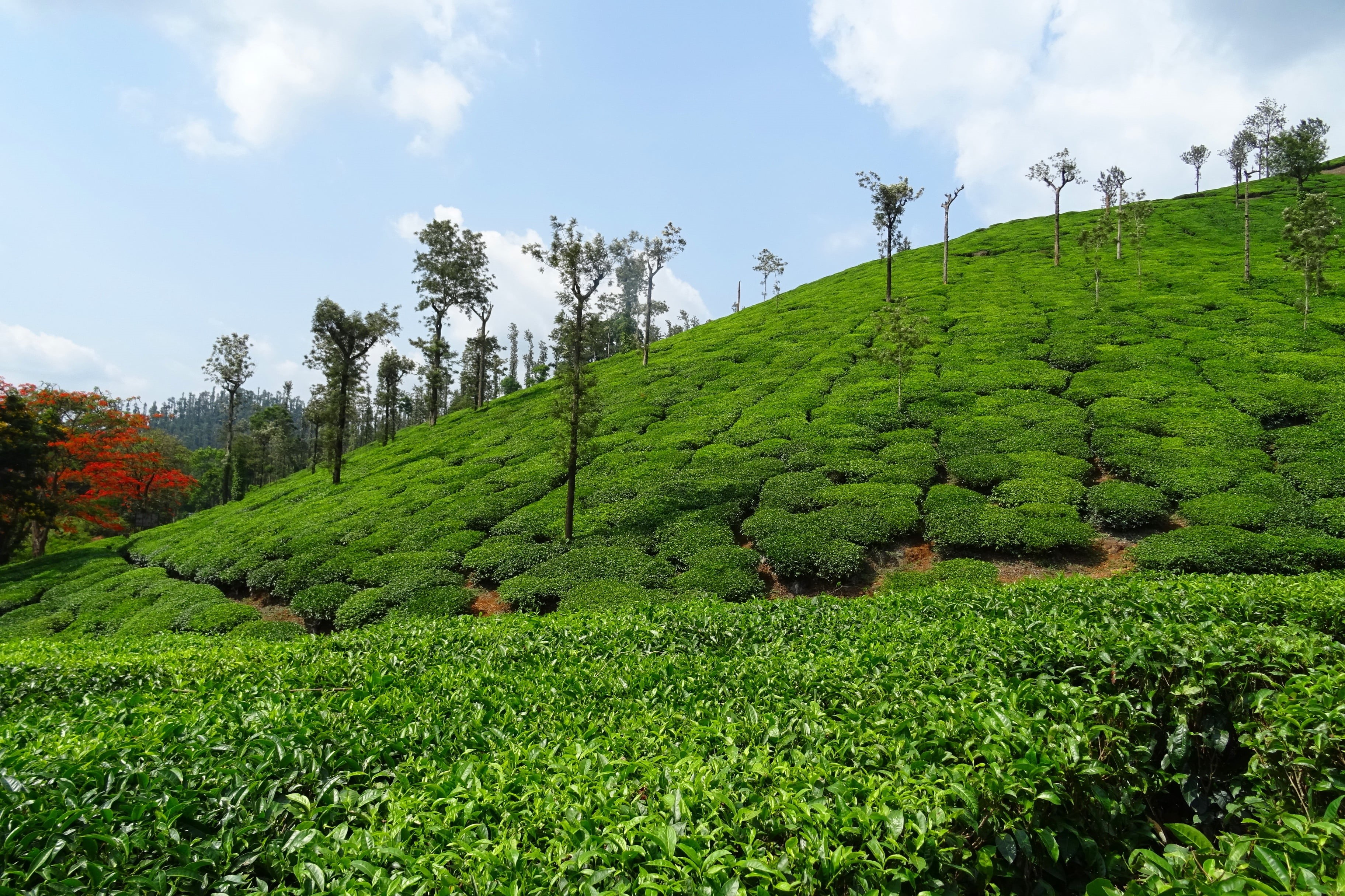 outdoors, landscape, plantation, shree ganga, crop, 2K, environment, no people, plant, karnataka, nature, rural scene, field, day, india, agriculture, HD Wallpaper
