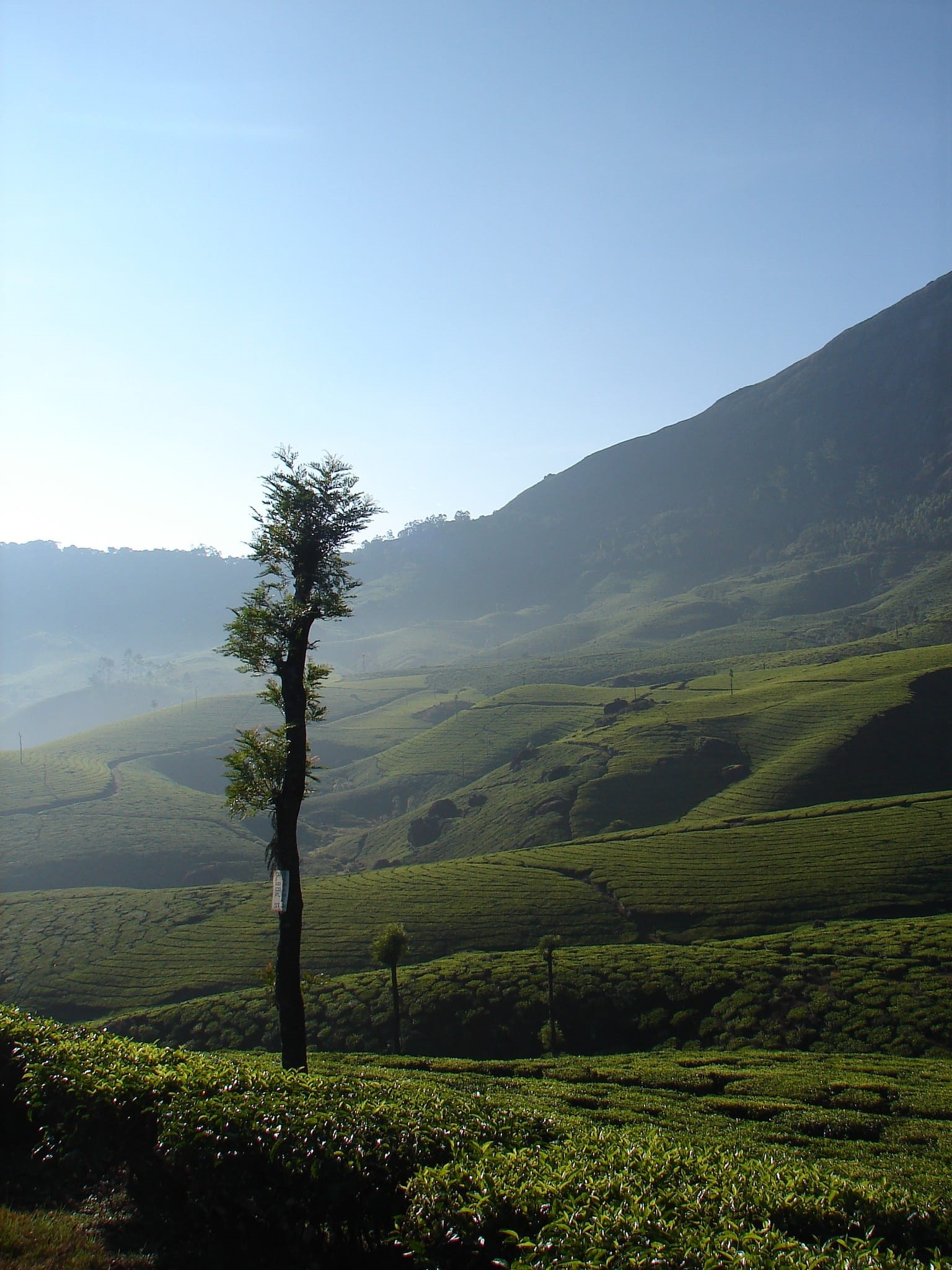 Munnar, Asia, plant, idyllic, kerala, land, Tea, rolling landscape, environment, mountain range, plantation, tree, agriculture, tranquil, scenic, scenics - nature, Phone HD Wallpaper