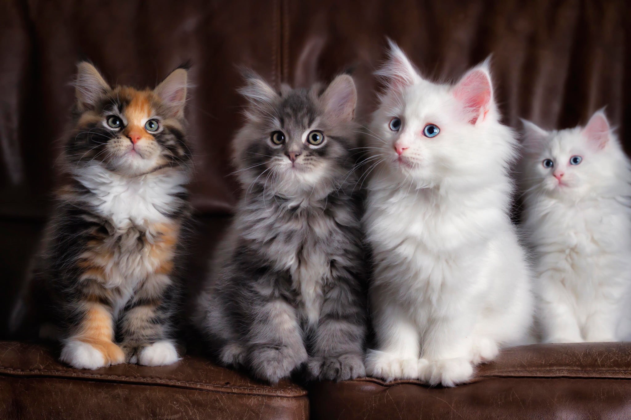 domestic Animals, small, one Animal, two Animals, pets, playful, four, fur, whisker, animal, animals And Pets, 1080P, kitten, cats, animal family, assorted, HD Wallpaper