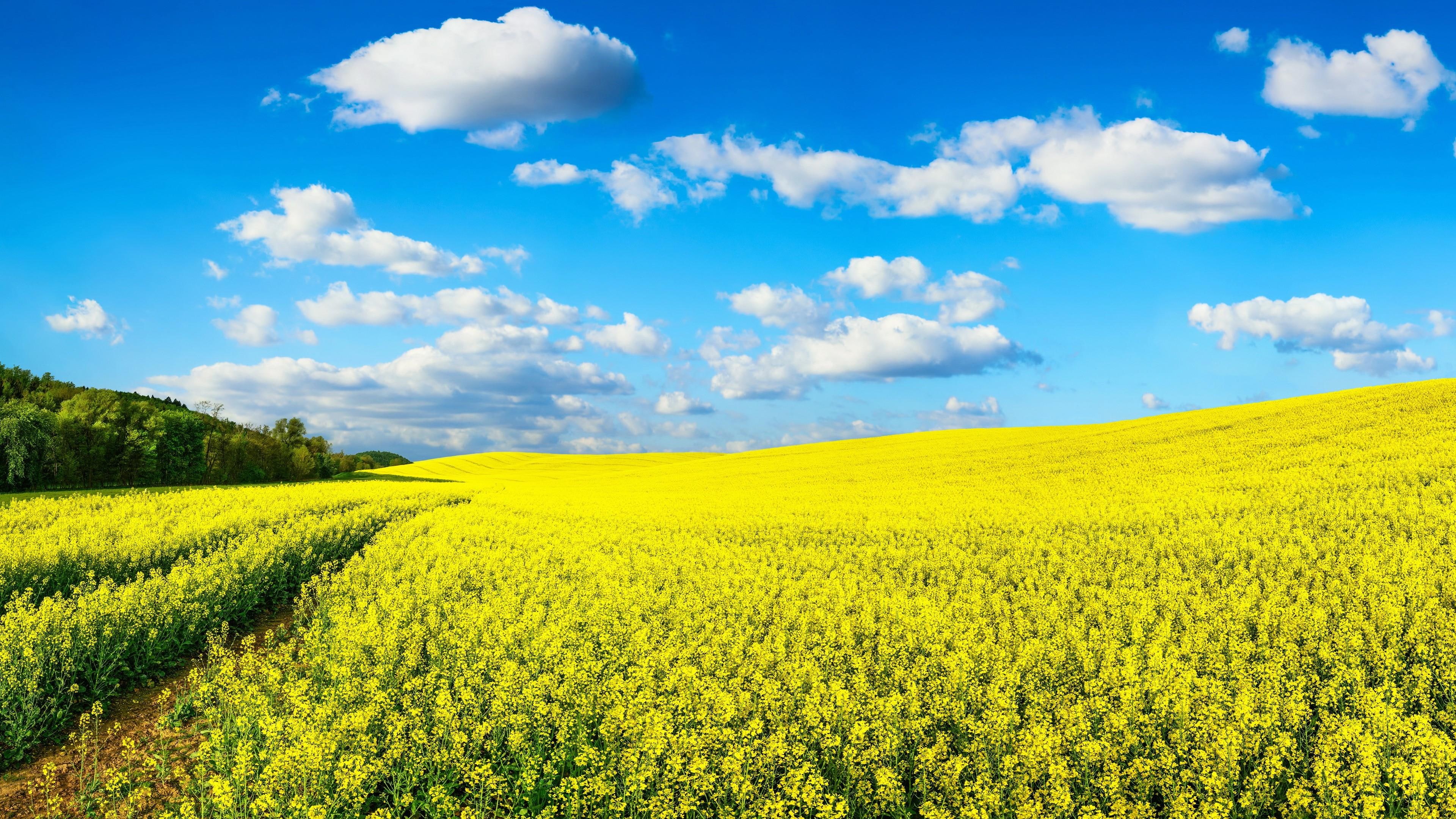 meadow, agriculture, springtime, crop, brassica, spring, yellow, blue sky, sky, 4K, canola, rape field, cloud, fluffy clouds, field, prairie, HD Wallpaper