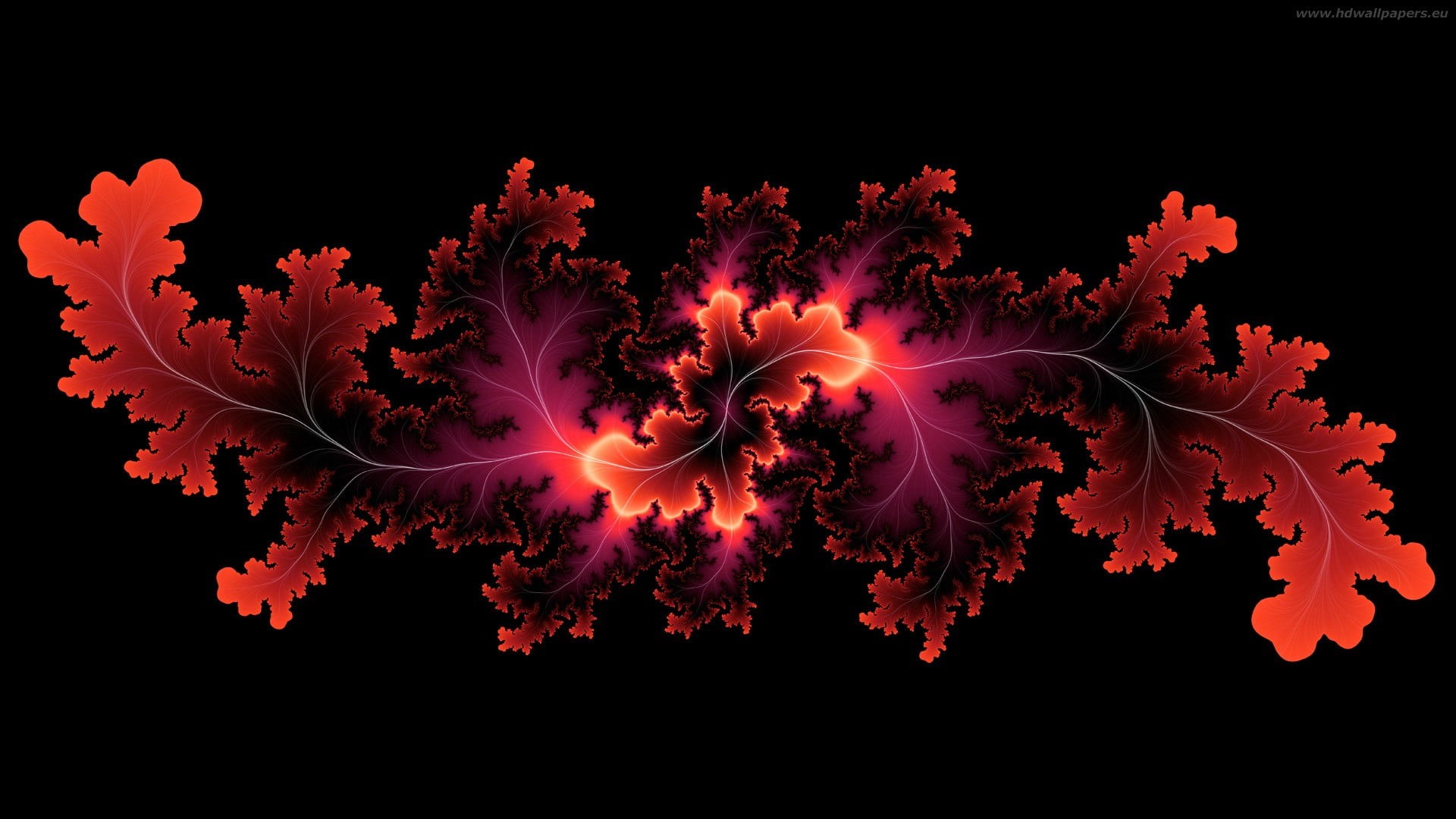 black background, animal themes, bright, animal wildlife, water, generated, effect, marine, fractal, lines, blaze, swirl, digital, invertebrate, glow, vulnerability, HD Wallpaper
