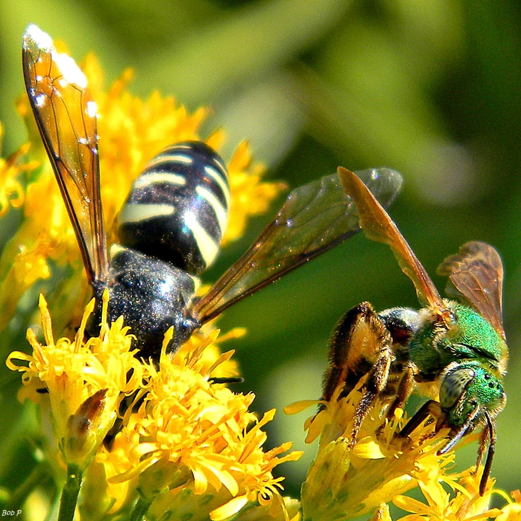 bees, daytime, yellow, flower, photography, sand wasp, Palm Beach County  Florida, macro, nature, Halictidae, green, close-up, Juno Dunes Natural Area, Phone HD Wallpaper