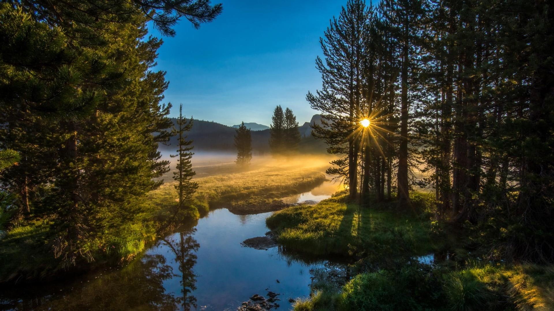 morning, sunrise, river, 1080P, forest, creek, misty, fog, down, HD Wallpaper