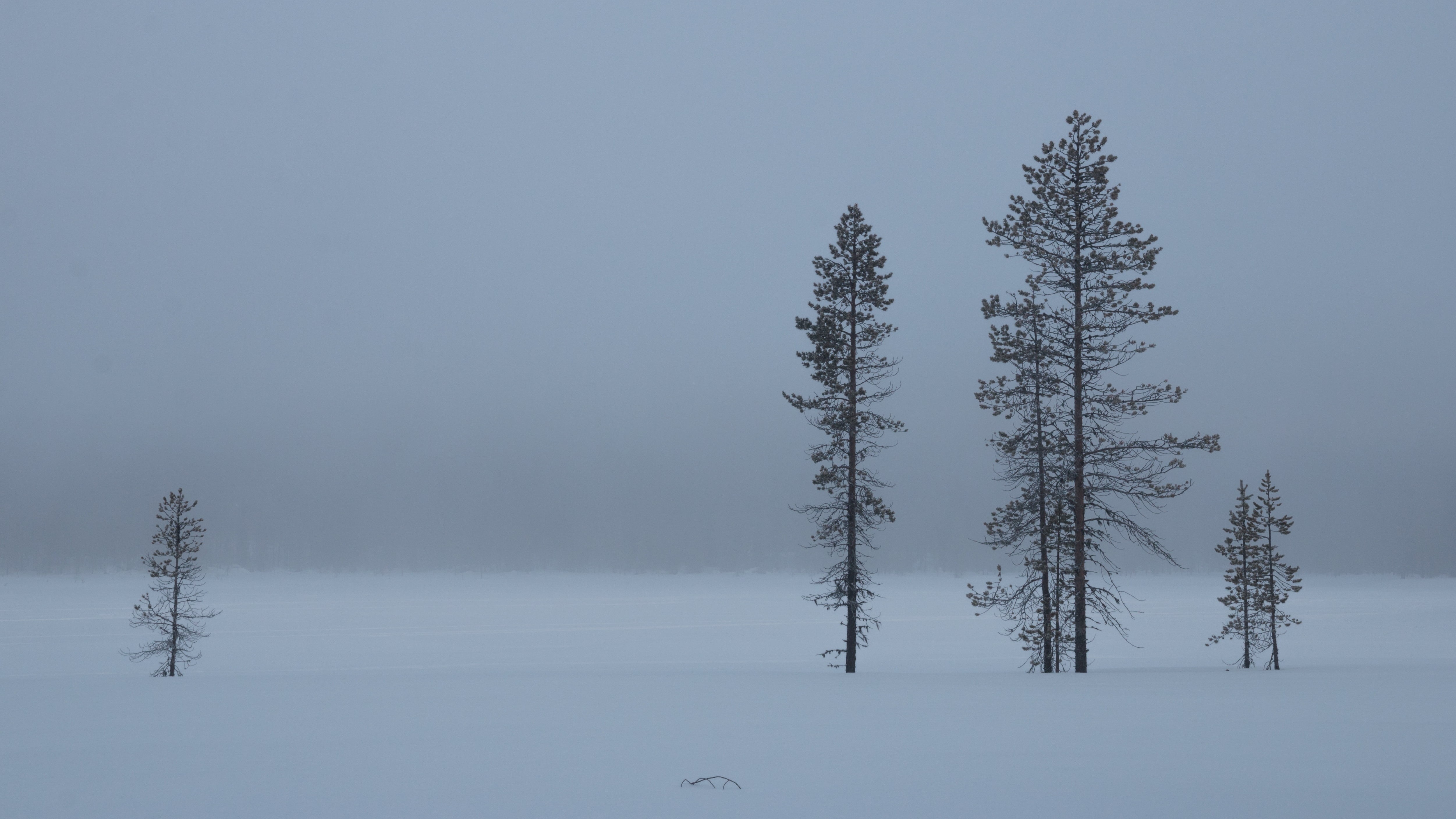 frost, Canon  EOS  70D, Kittilä, fir Tree, nature, cold, Lappland, FI, snow, Misty, cold - Temperature, ground, mountain, scenics, forest, fog  lake, Husky, HD Wallpaper