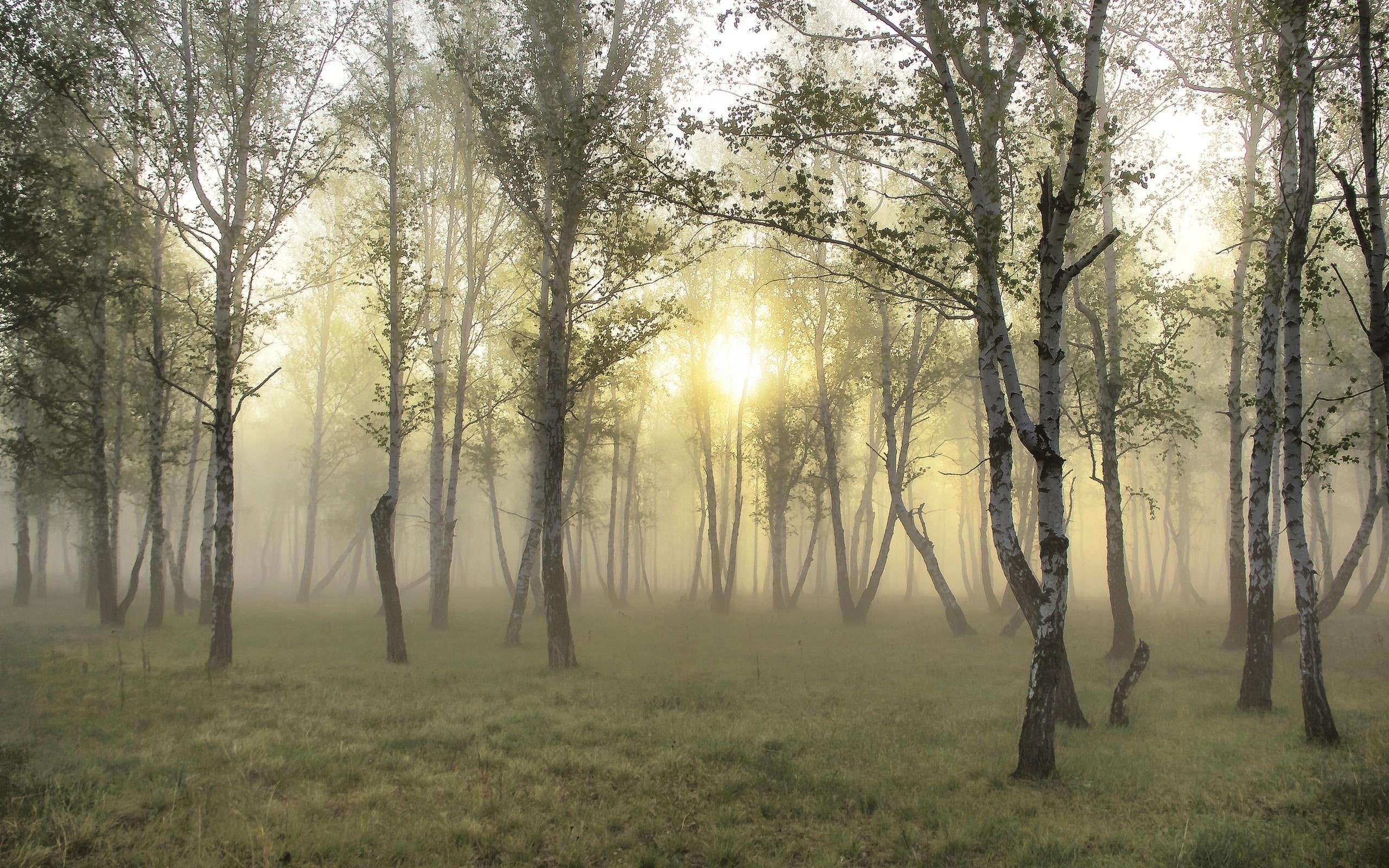 forests, mist, forest, nature and landscapes, morning, 2K, misty, trees, sunrise, HD Wallpaper