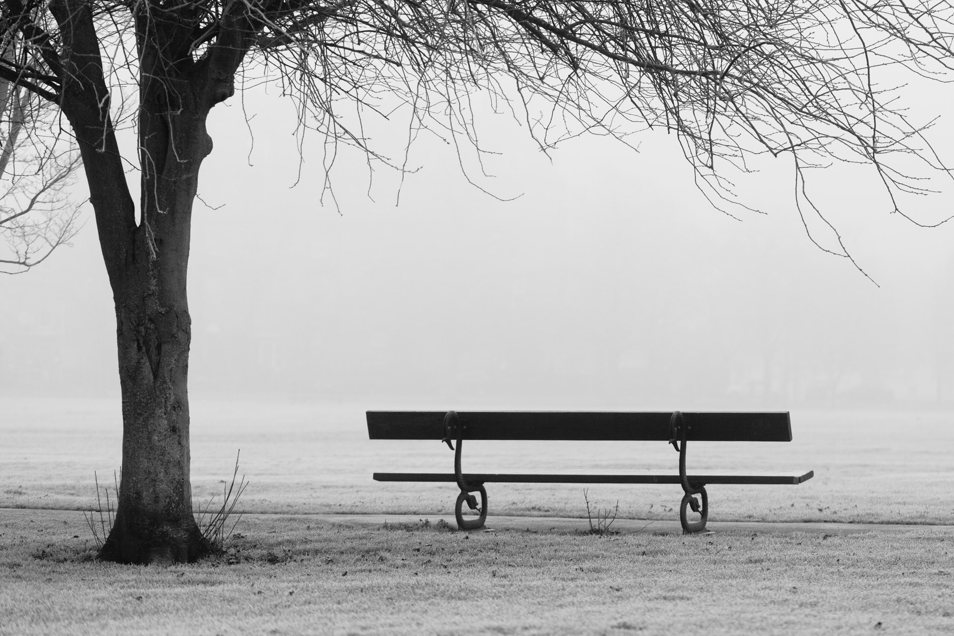 beauty in nature, absence, 1080P, plant, tree, tranquil scene, autumn, bench, photo, trunk, fall, weather, foggy, nature, grayscale, seat, misty, near, HD Wallpaper