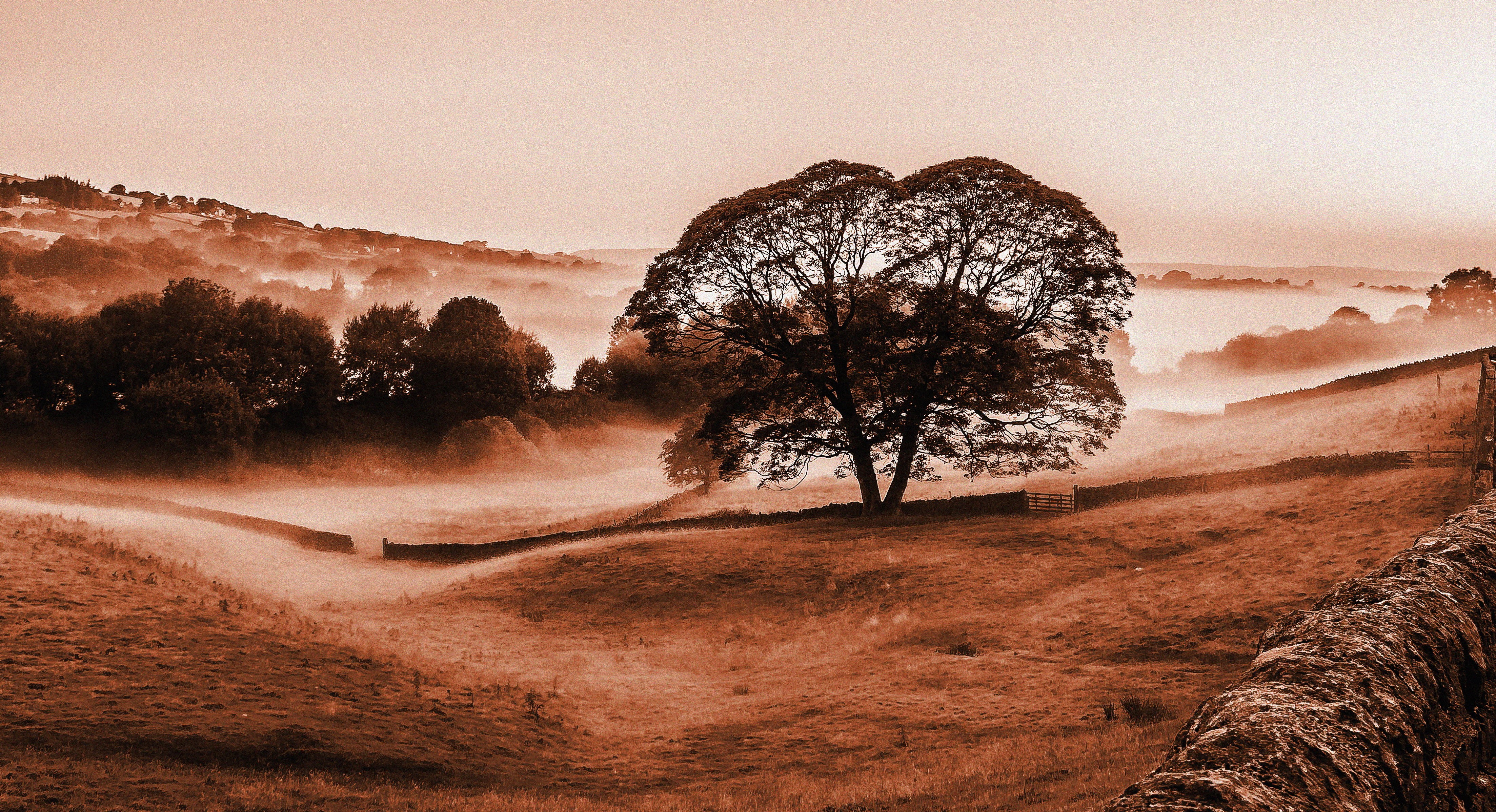 explored, sunrise - Dawn, lens, field, lancs, sepia, Morning, scenics, nikon d3100, 4K, trees, daytime, forest, mountain, hill, foulridge, nikkor, savannah field, HD Wallpaper
