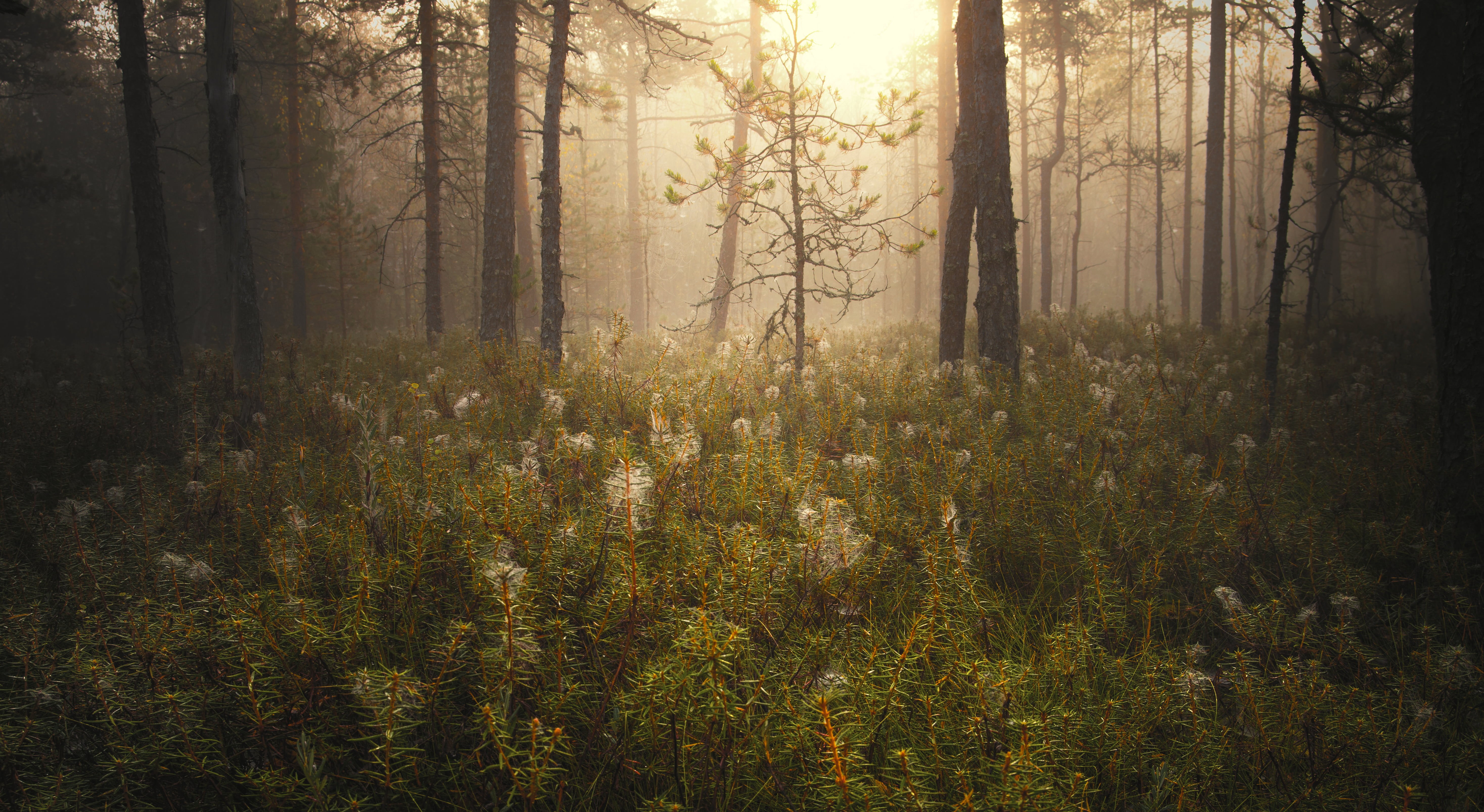 sunbeam, white, morning, nature, nikon  d600, something in the air, season, tree, Finland, 5K, landscape, sunlight, outdoors, sun, beauty In Nature, nikkor, HD Wallpaper