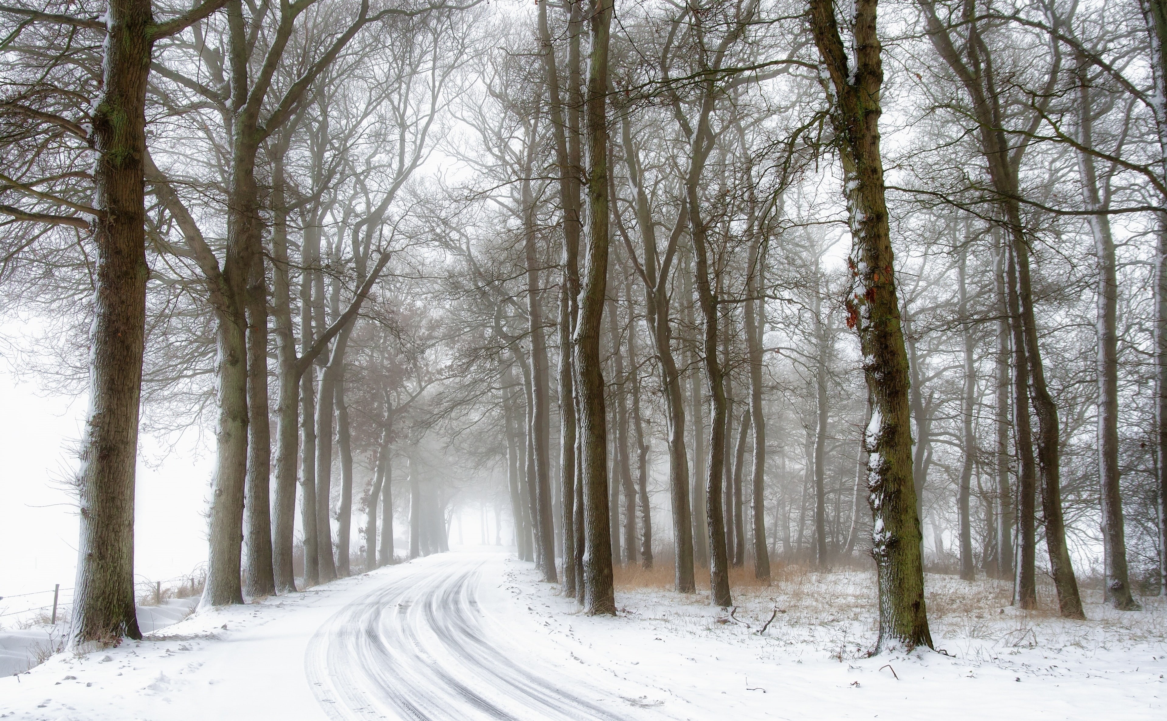 Foggy, diminishing perspective, Holland, olanda, Snow, tranquil scene, Winter, eelde, no people, cold temperature, arbres, ochtend, treelined, woodland, HD Wallpaper