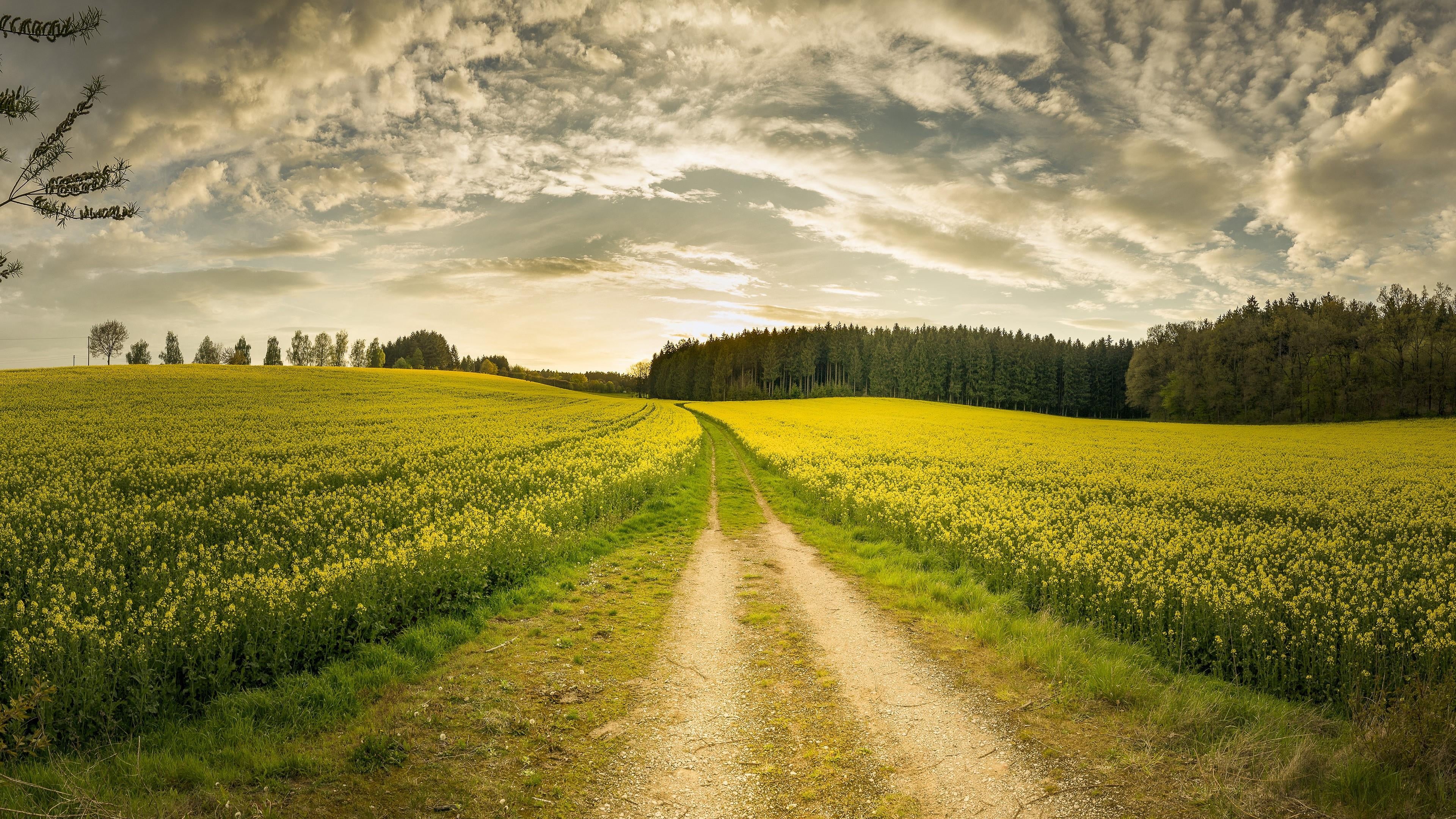 canola, no people, meadow, field, rural scene, beauty in nature, road, grass, tranquility, morning, scenics - nature, agriculture, tranquil scene, sky, HD Wallpaper