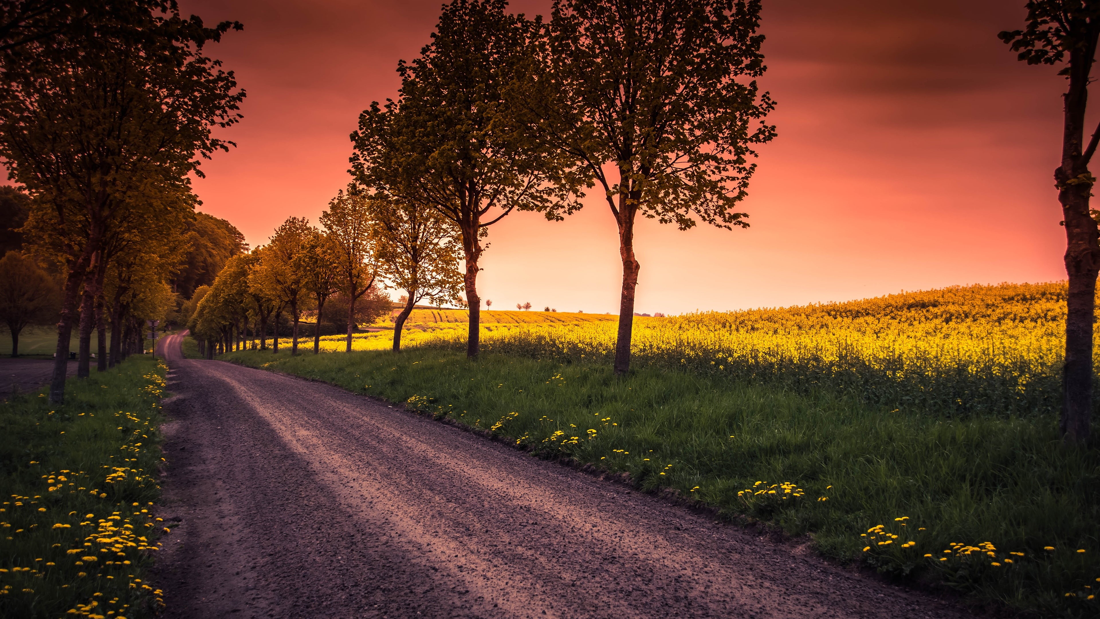 red sky, canola, spring, 4K, sweden, road, mustard plant, rapeseed, tree lane, canola field, field, kabusa, skane, sunset, evening, dirt road, HD Wallpaper