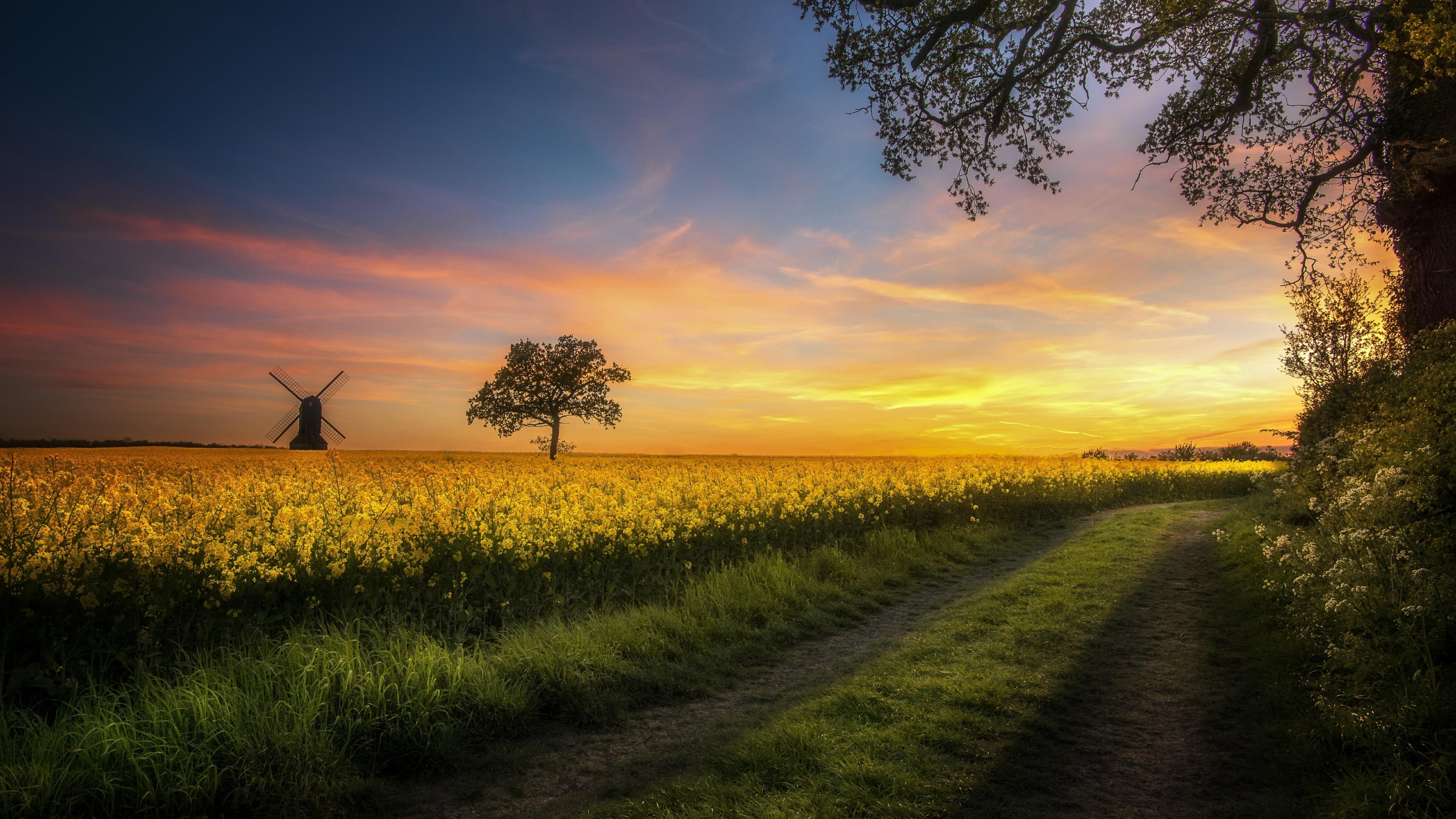 scenics - nature, beauty in nature, atmosphere, sky, windmill, agriculture, 4K, tranquil scene, no people, growth, prairie, landscape, canola, tree, land, HD Wallpaper