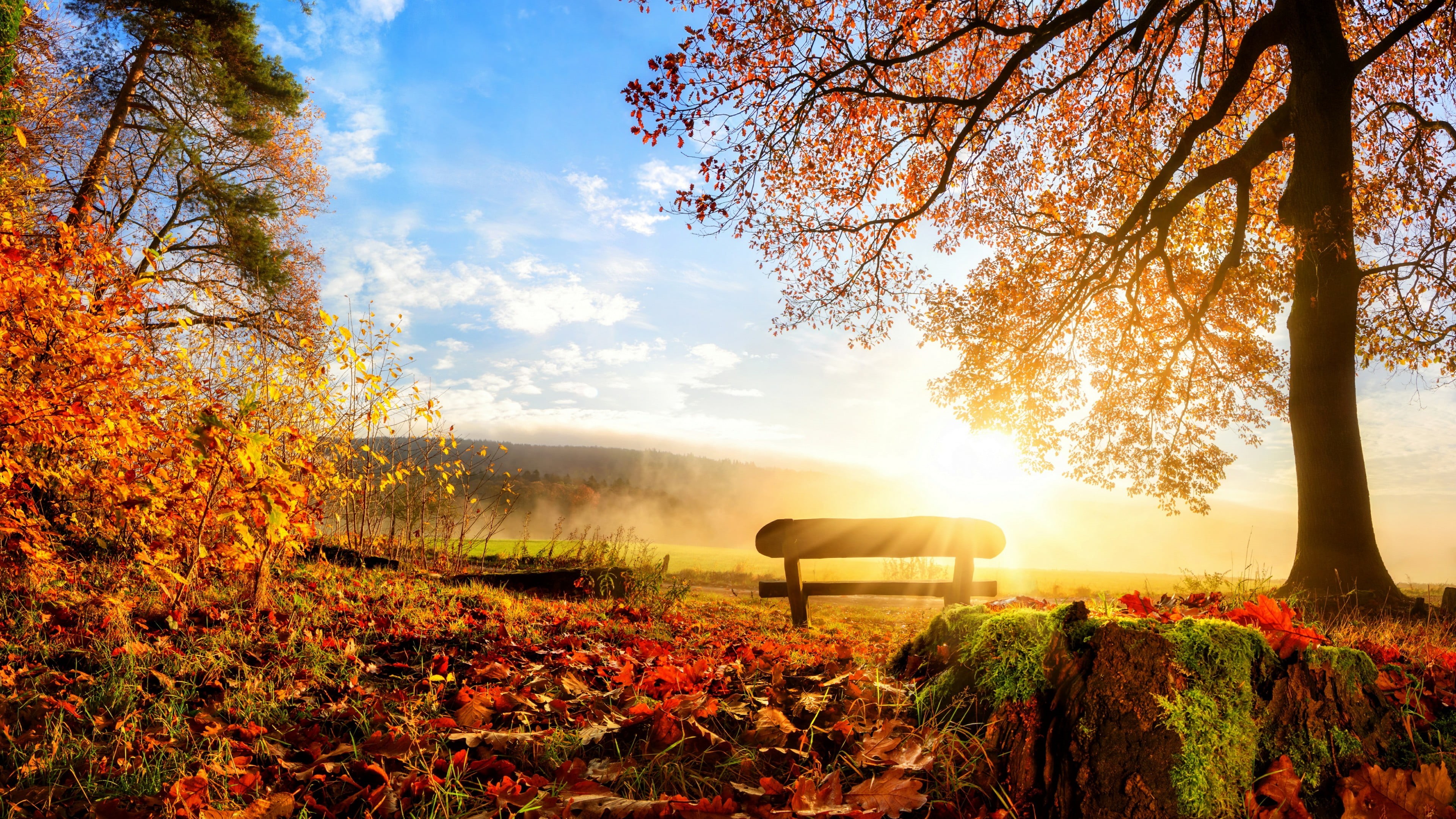 field, grass, nature, orange color, lens flare, deciduous, non-urban scene, growth, morning, environment, tranquil scene, landscape, scenics - nature, bright, HD Wallpaper