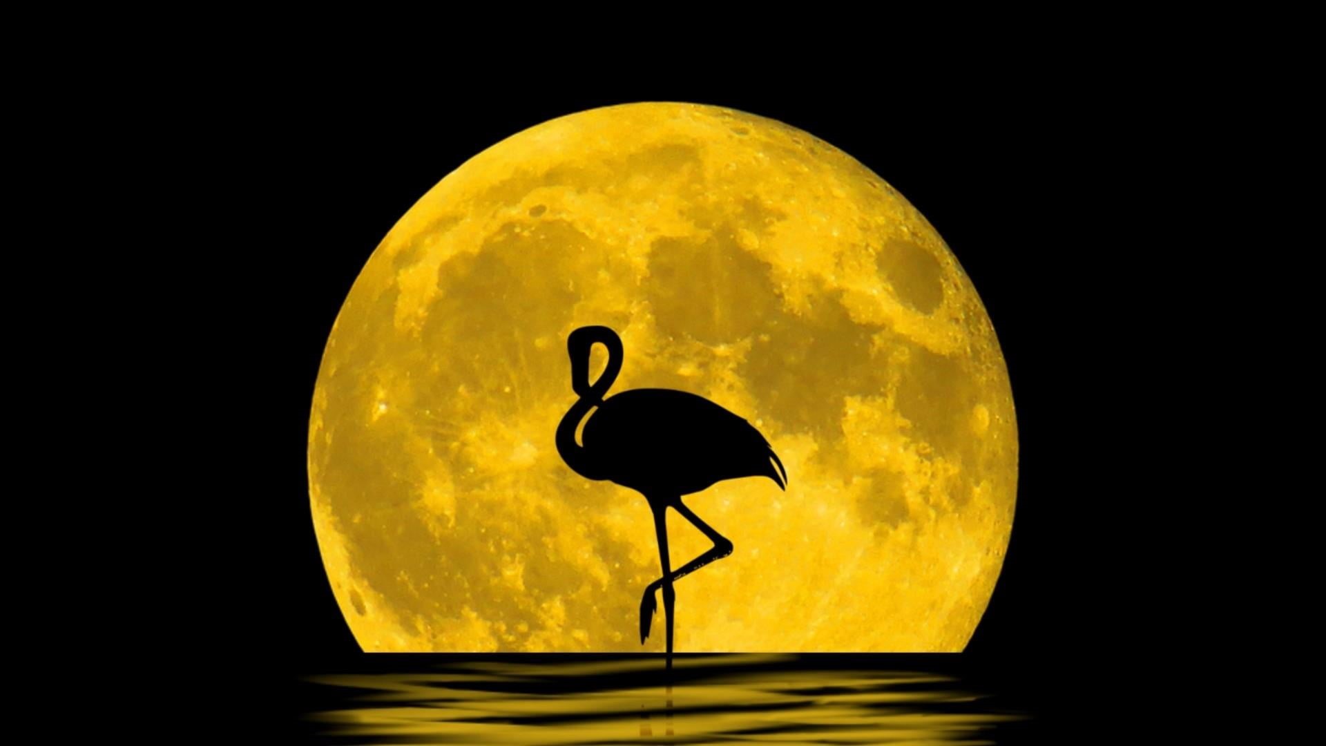 yellow, sea, full moon, black background, single object, sphere, moon, flamingo, bird, sky, moonlight, astronomy, darkness, cloud - sky, shadow, circle, HD Wallpaper