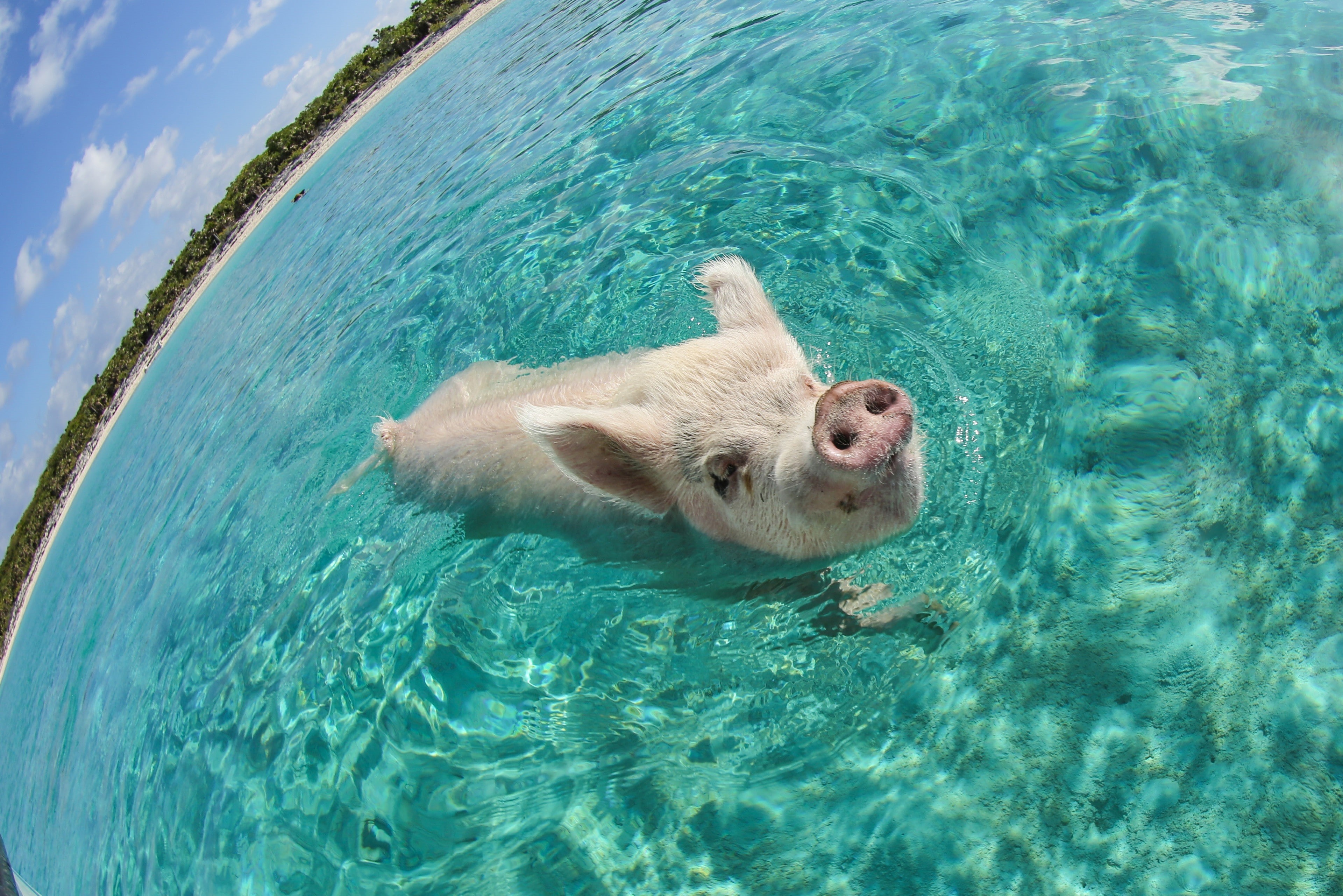 rippled, swimming pool, 4K, fisheye lens, vertebrate, turquoise colored, waterfront, animals in the wild, pigs, day, swimming, marine, water, no people, HD Wallpaper