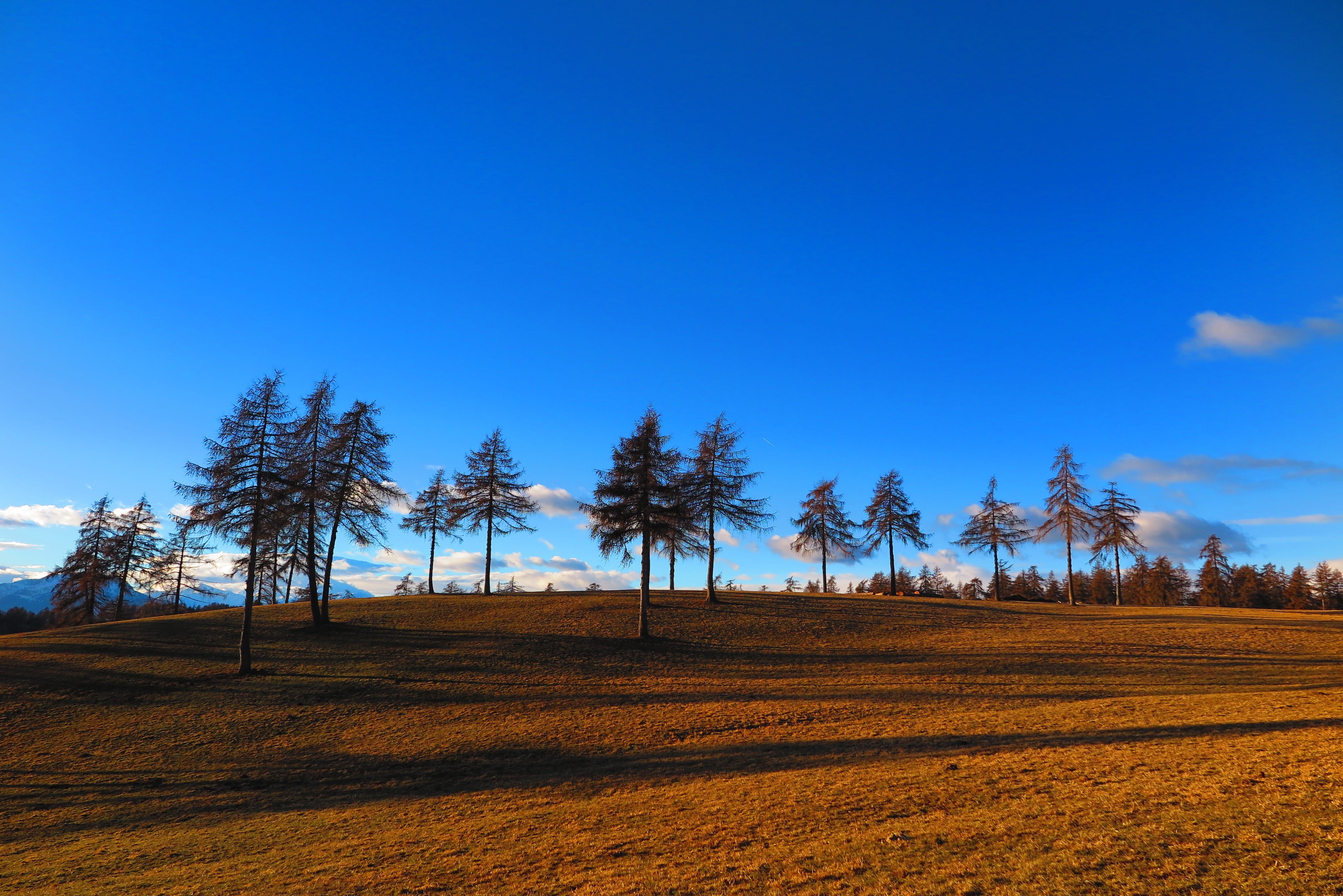 clear sky, scenery, day, growth, tranquility, pine, soil, field, tranquil scene, landscape, beauty in nature, land, ground, san genesio, trees, environment, HD Wallpaper