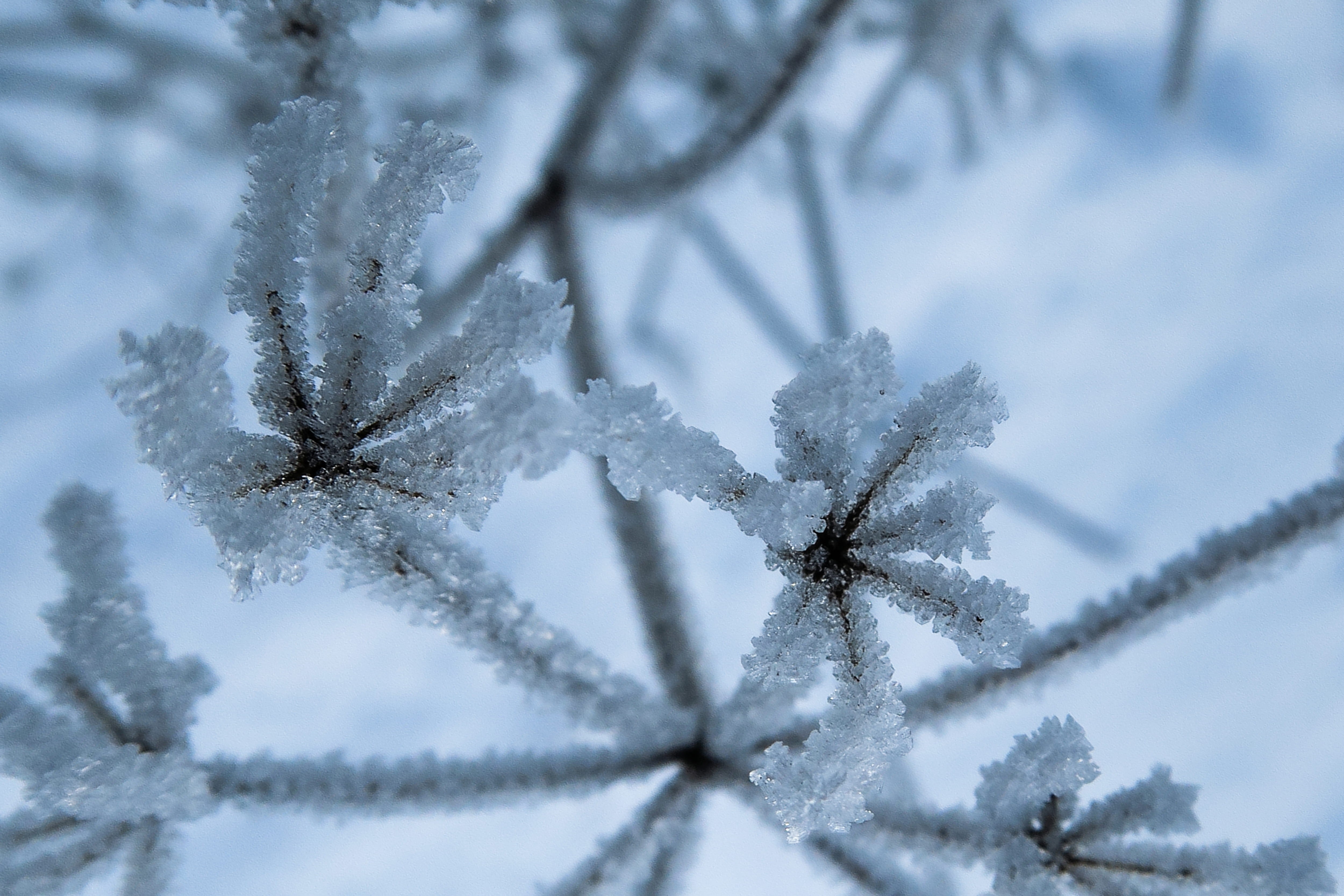 cold, branch, winter, italy, extreme weather, plant, nature, day, outdoors, ice flowers, province of bolzano - south tyrol, 4K, close-up, no people, white color, HD Wallpaper