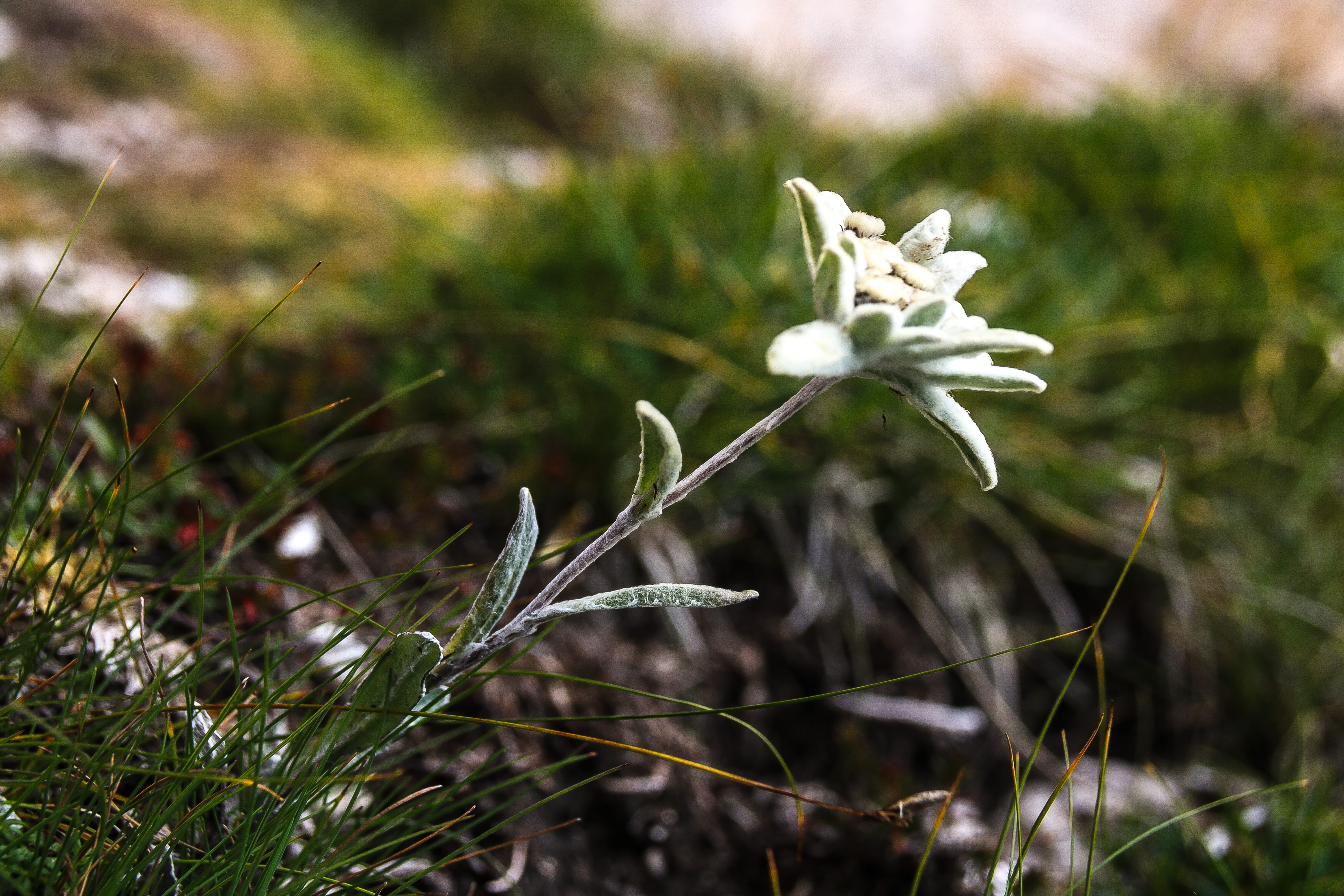 white color, beauty in nature, edelweiss, growth, tre cime di lavaredo, focus on foreground, tranquility, field, macro, flower, nature, flower head, freshness, HD Wallpaper