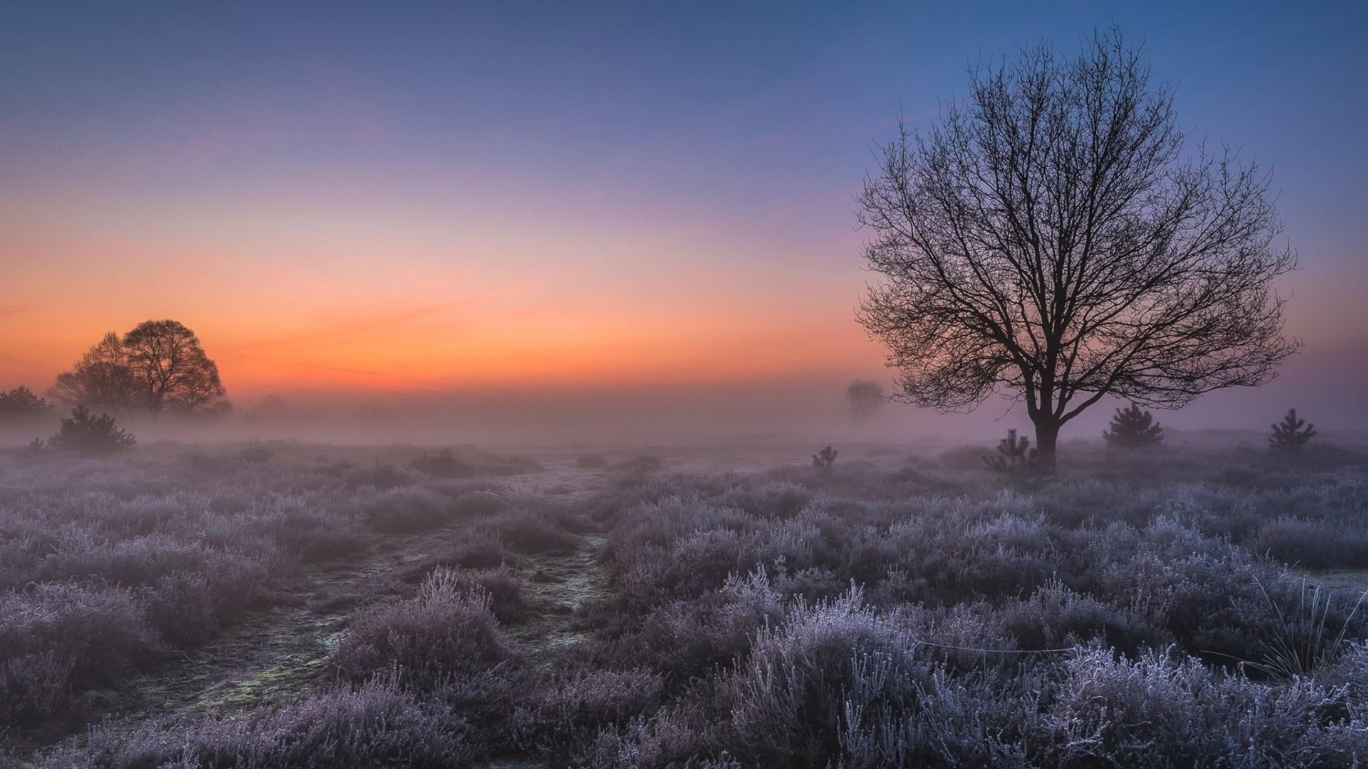 eu, winter, land, national park, veluwezoom national park, mist, non-urban scene, gelderland, bare tree, tranquil scene, tree, nature, lone tree, environment, HD Wallpaper