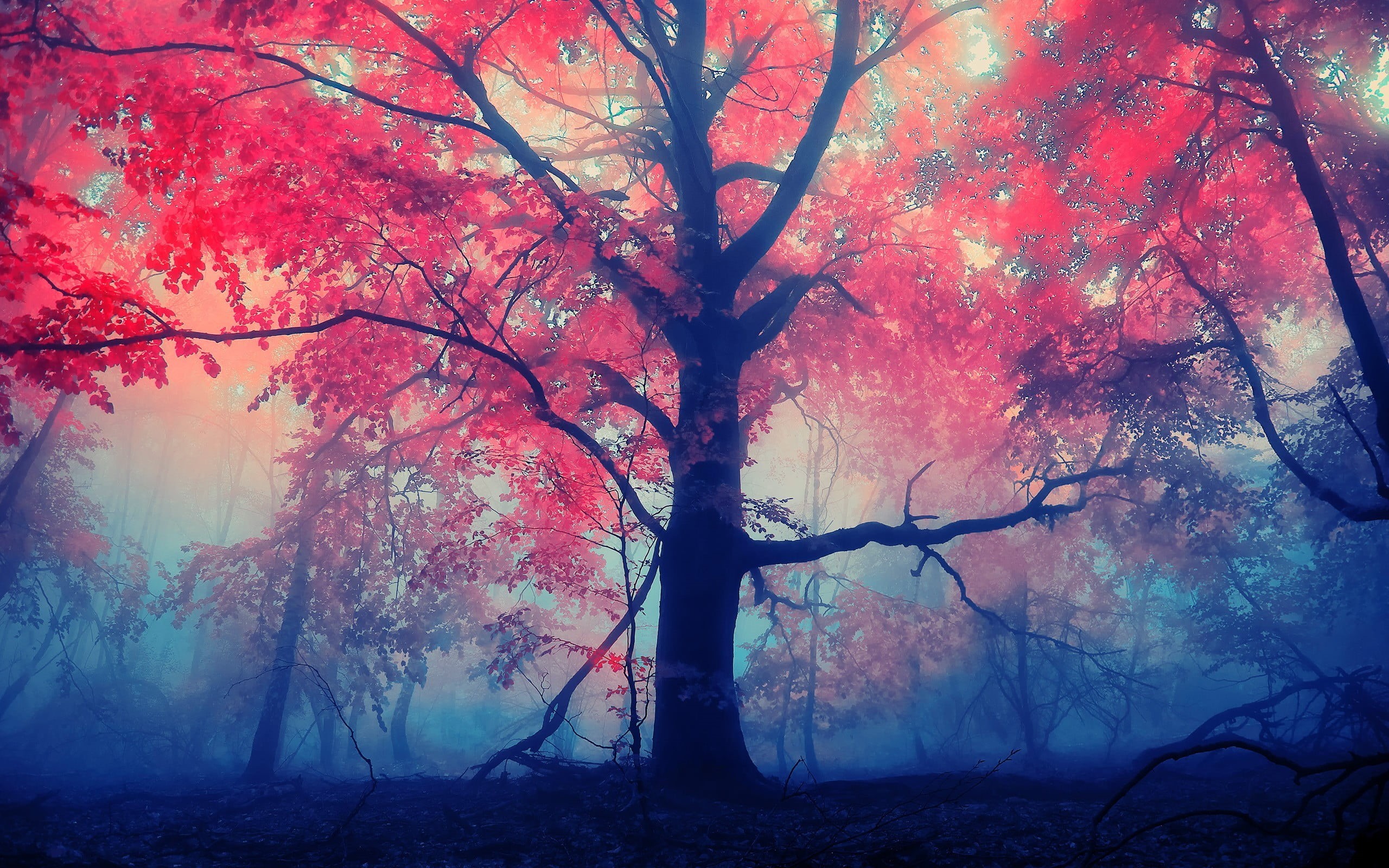 horror, dark, autumn, magic, light - Natural Phenomenon, sunbeam, tranquil Scene, branch, forest, mist, plant, backgrounds, red, fall, d, non-Urban Scene, HD Wallpaper