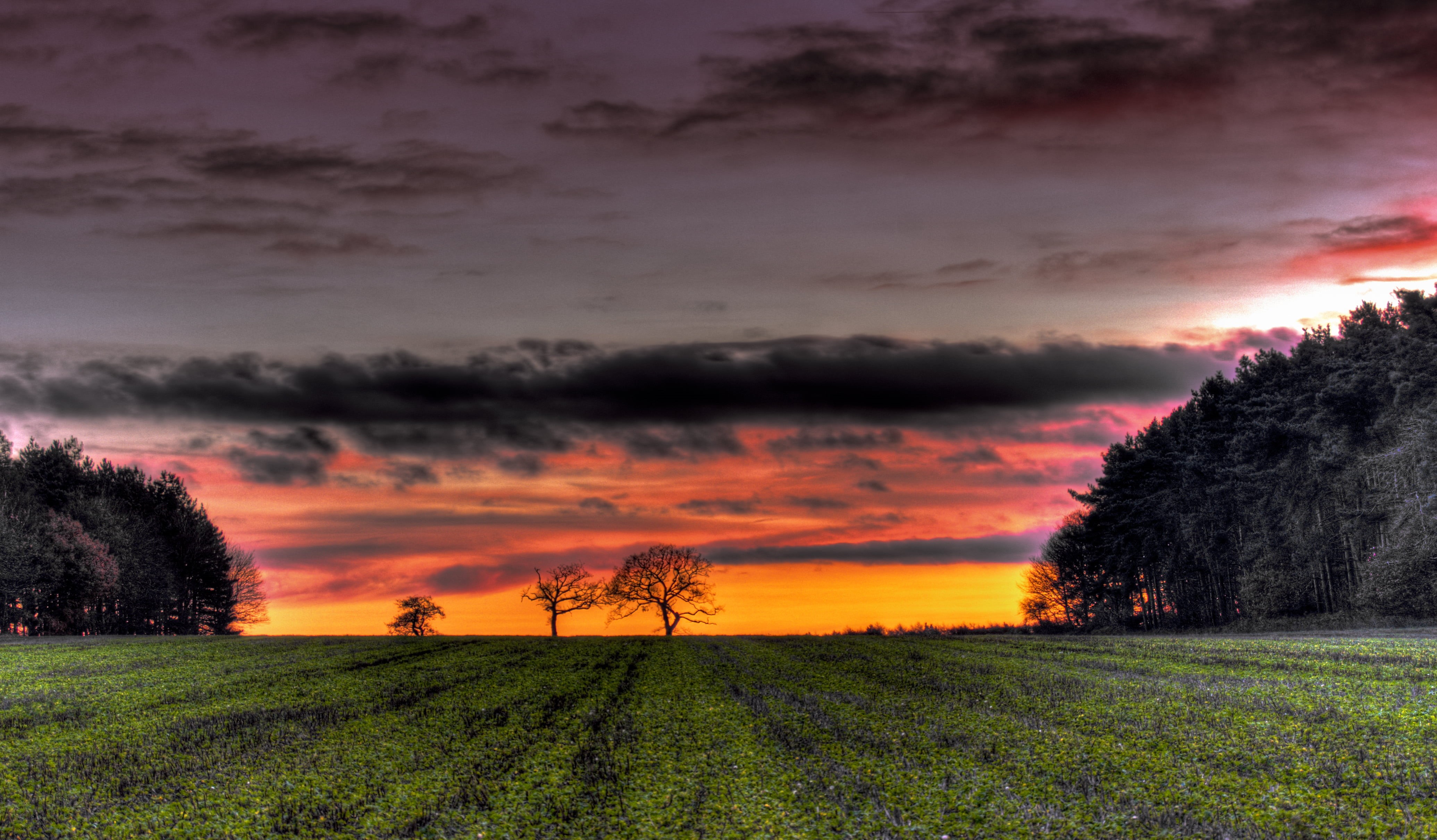 sun, landscape, cloud - Sky, field, sunset, season, sunlight, morning, rice, rural Scene, 4K, sky, farm, scenics, sunrise - Dawn, red  orange, agriculture, HD Wallpaper