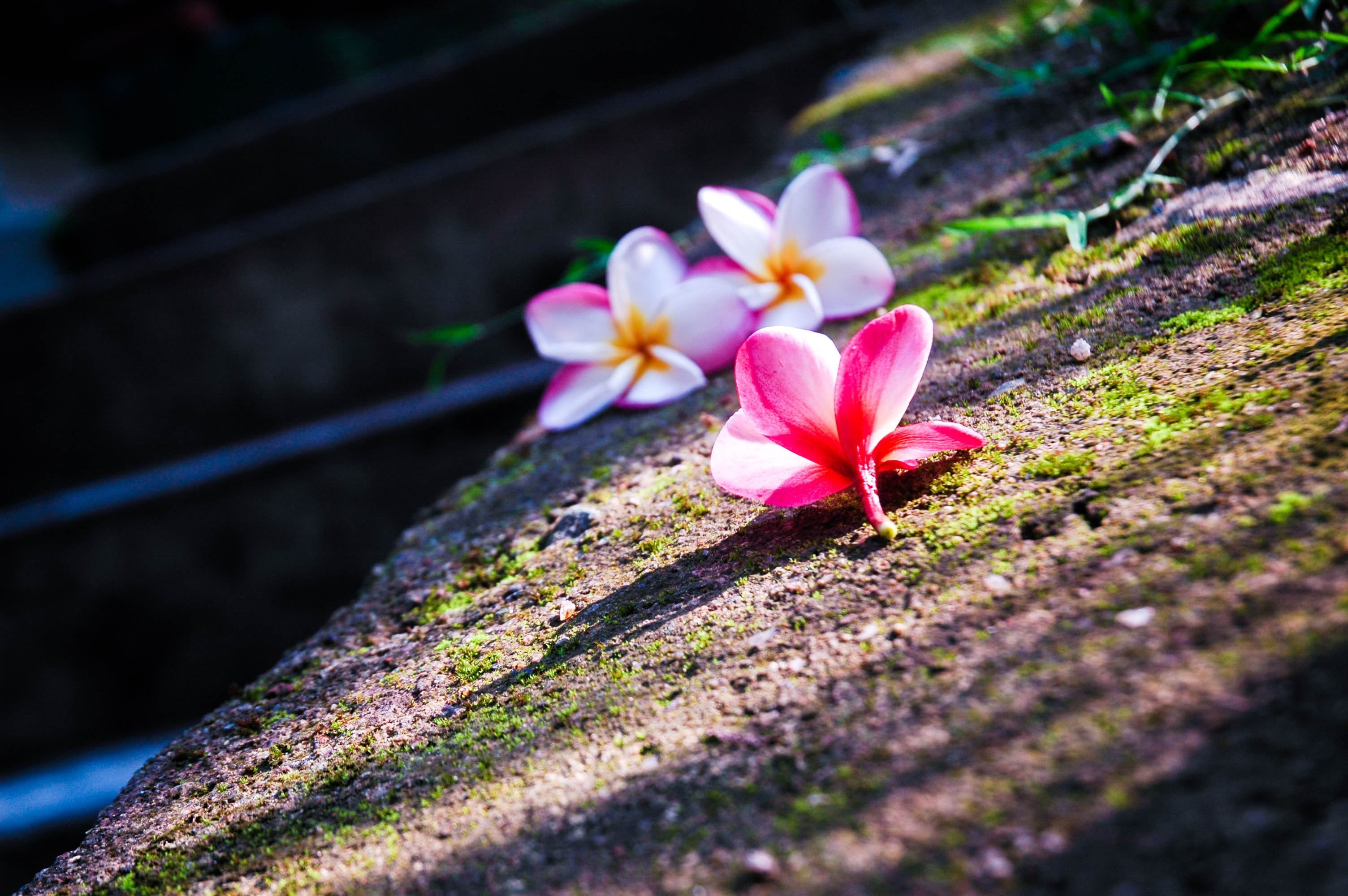 fragility, growth, flowering plant, 2K, freshness, selective focus, plumeria, outdoors, close-up, vulnerability, sri lanka, inflorescence, nature, focus on foreground, HD Wallpaper