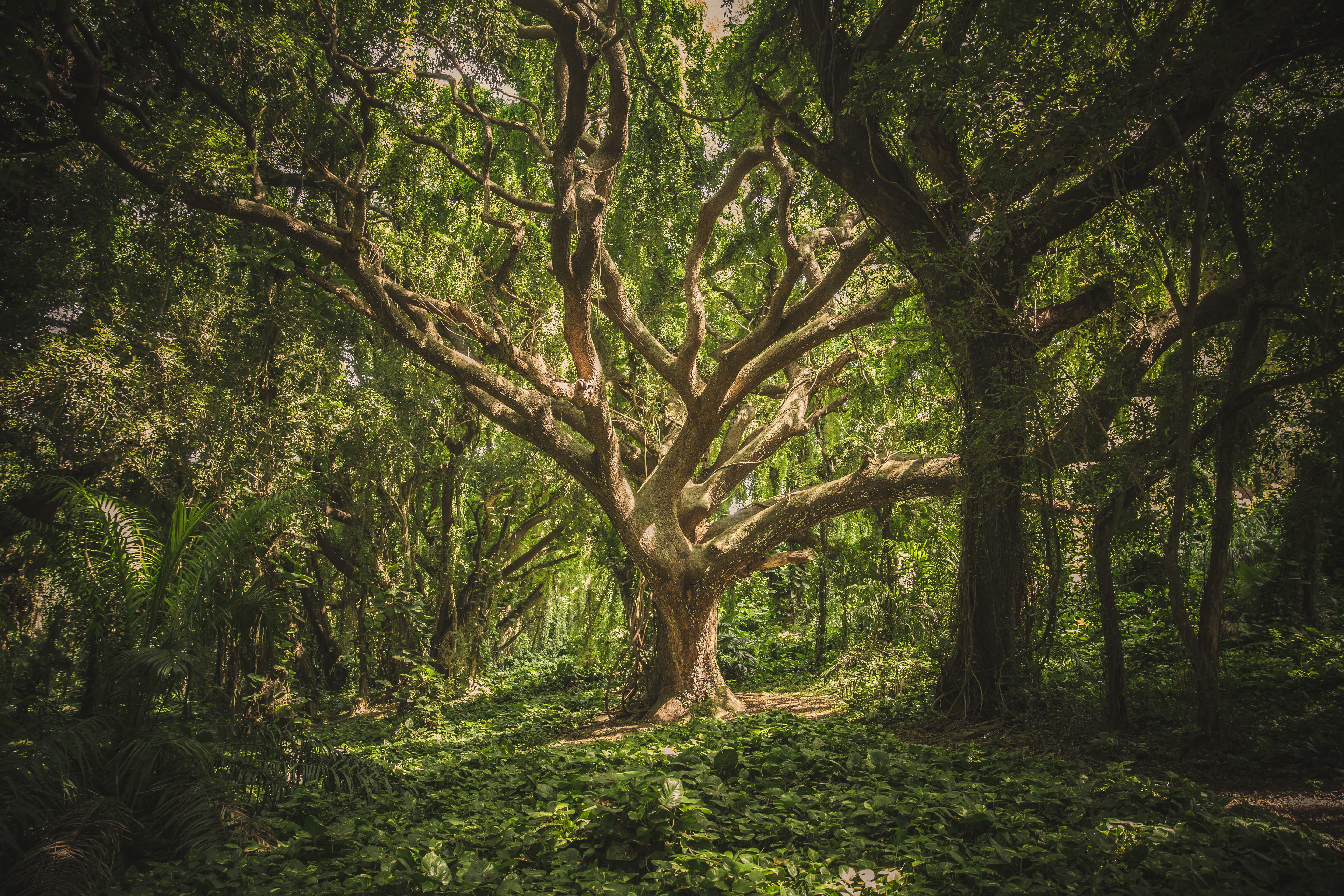 forest, day, plant, outdoors, scenics - nature, no people, nature, tree, woods, tree canopy, woodland, non-urban scene, growth, HD Wallpaper