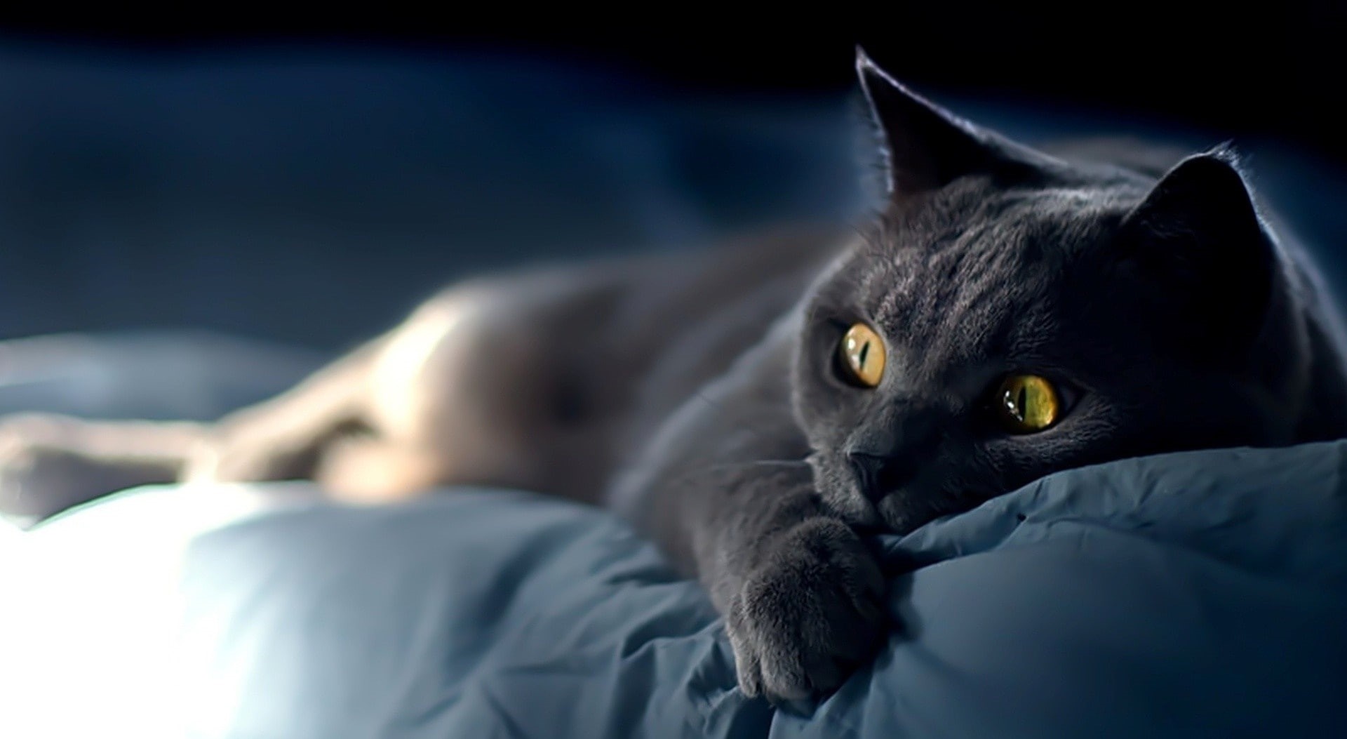 domestic cat, bed, black, lying down, vertebrate, one animal, Animals, blue, domestic, whisker, 1080P, portrait, yellow eyes, Cute, looking at camera, HD Wallpaper