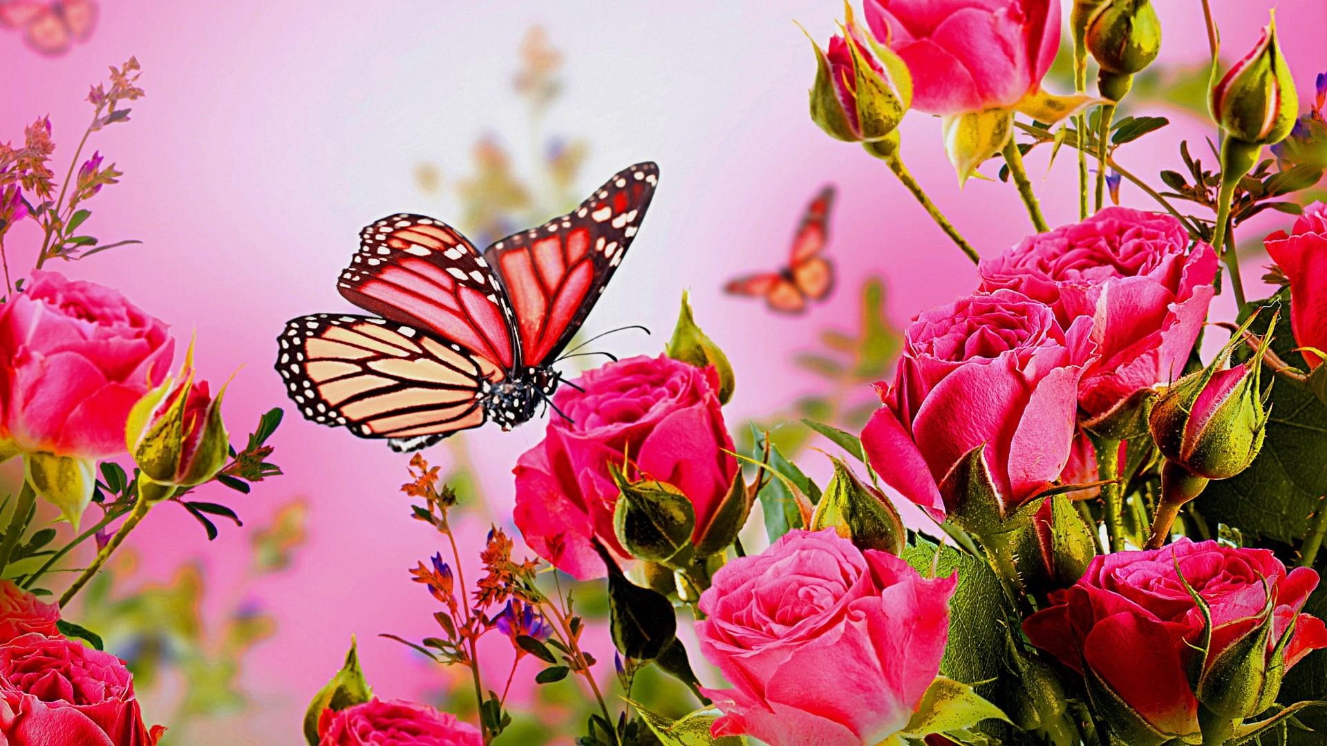 roses, 1080P, dreamy, butterfly, rose, HD Wallpaper